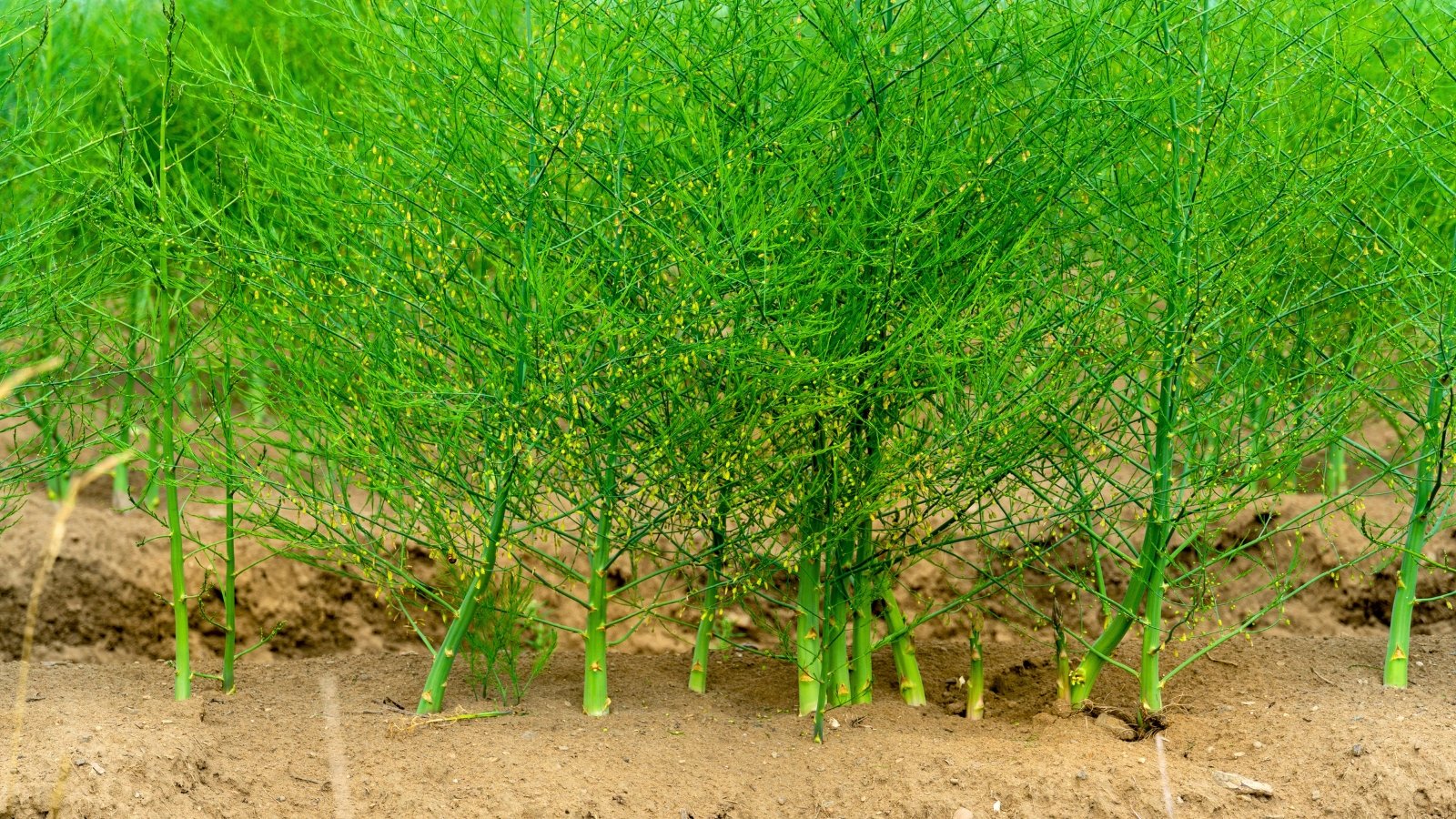A bushy stand of delicate, feathery green fronds with many thin branches growing from thick main stems.