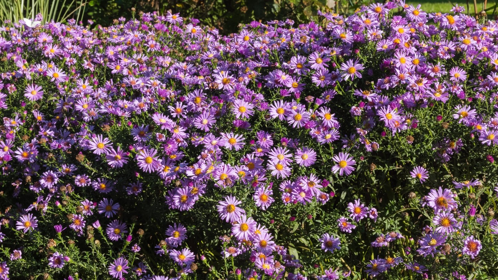 Dense sprays of daisy-like flowers in shades of purple with bright yellow centers, rising above narrow green leaves on upright stems.