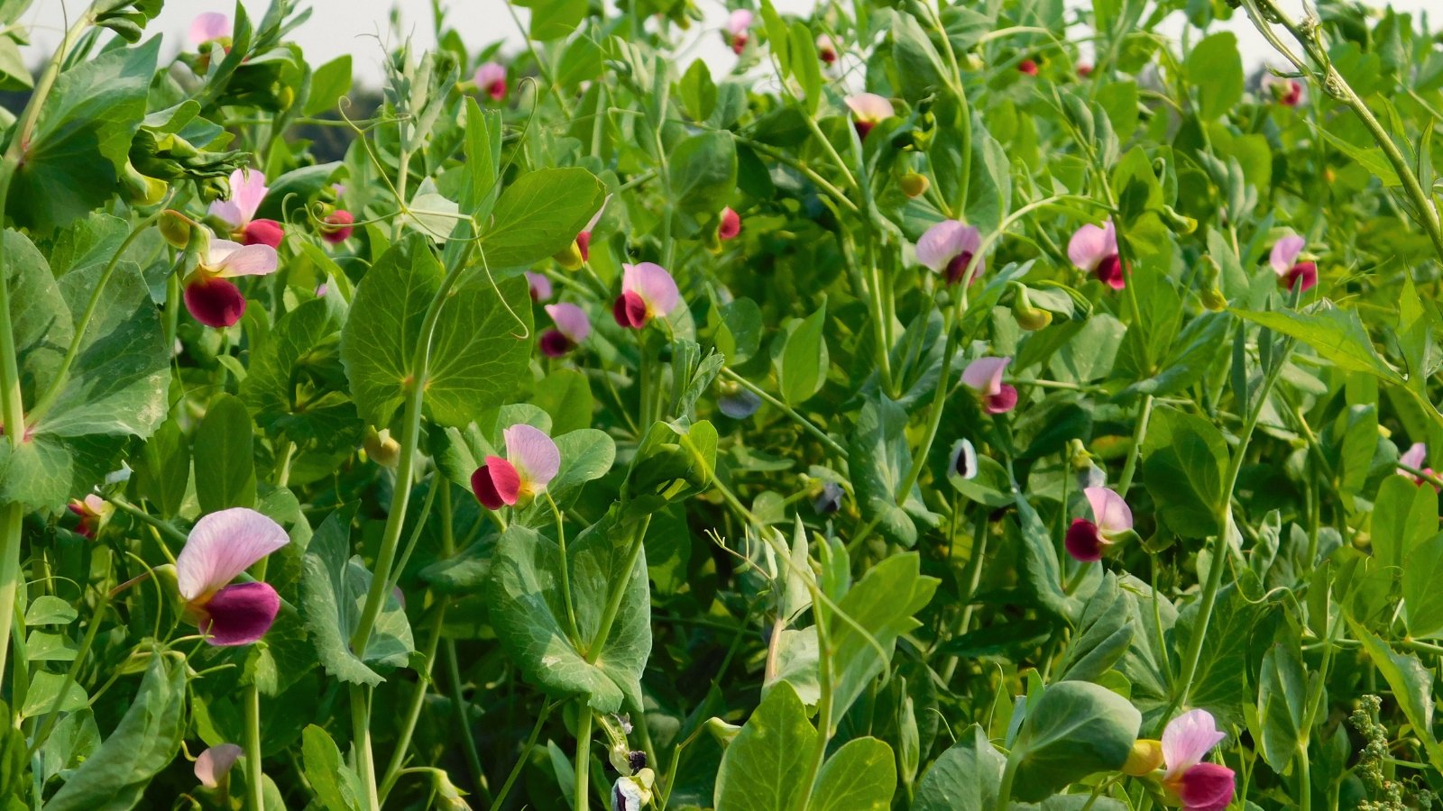 Vibrant pink to purple blossoms appear on climbing vines with slender, branching stems and compound green leaves ending in curling tendrils.