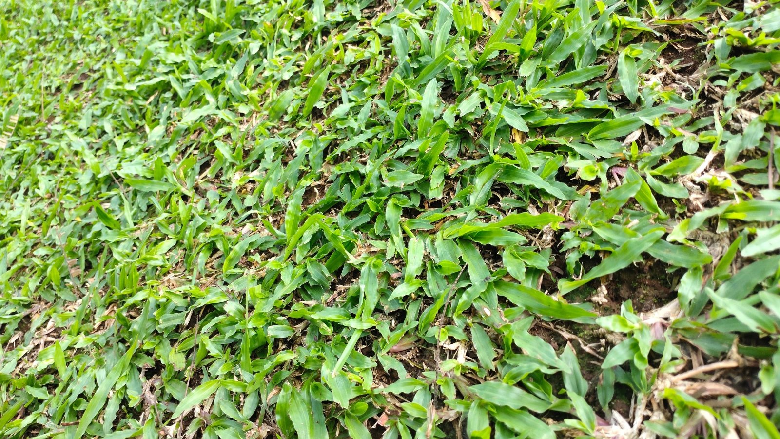 Dense, low-growing mat of dark green blades forming a carpetlike groundcover.