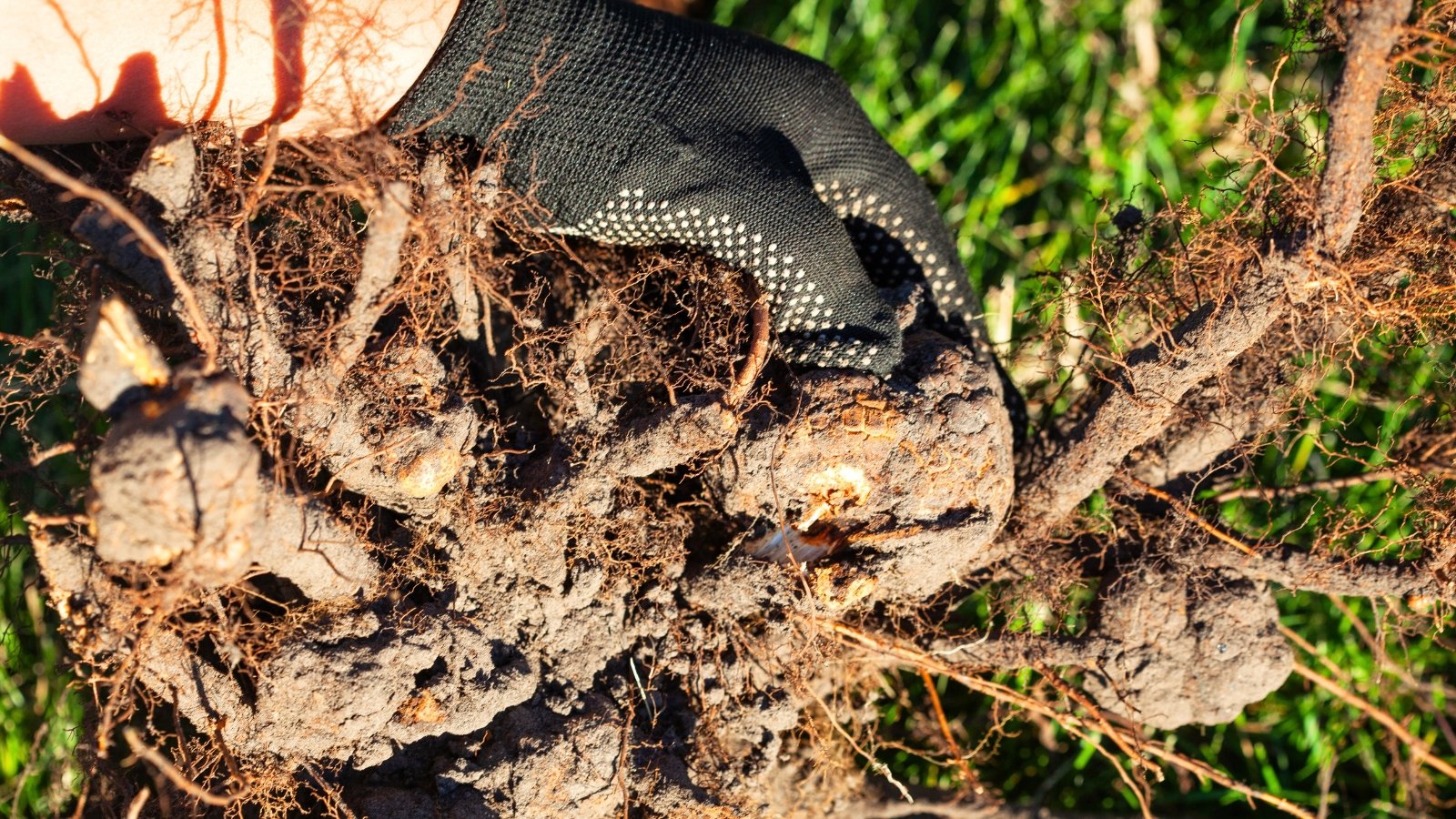 Gardener’s black-gloved hand holds fruit tree roots covered with swollen, rough bacterial root galls.