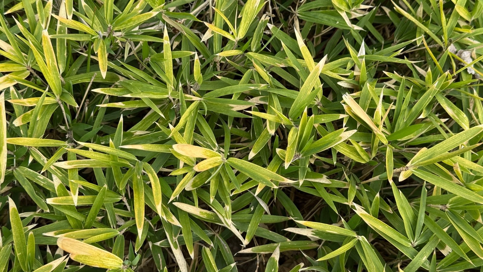 Dense clumps of slender, arching green leaves forming a bushy, upright bamboo-like grass.