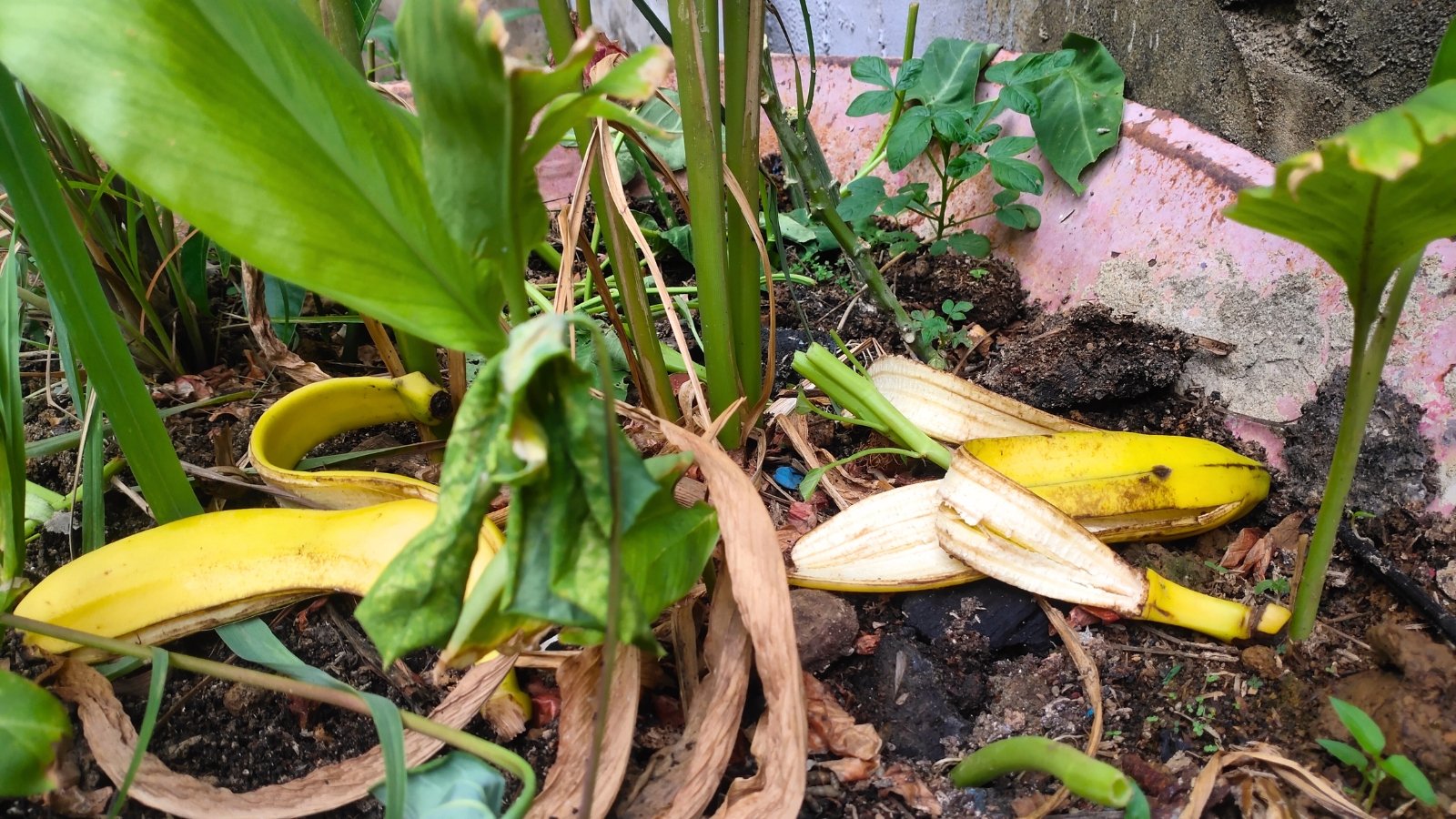 Banana peels lie on the soil around the base of plants, serving as natural fertilizer.