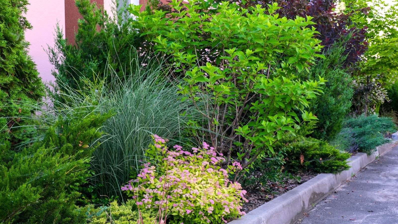 A beautiful, well-kept hedge of various plants including ornamental grasses, upright and creeping thujas, flowering Spirea, a lush hydrangea bush and others.