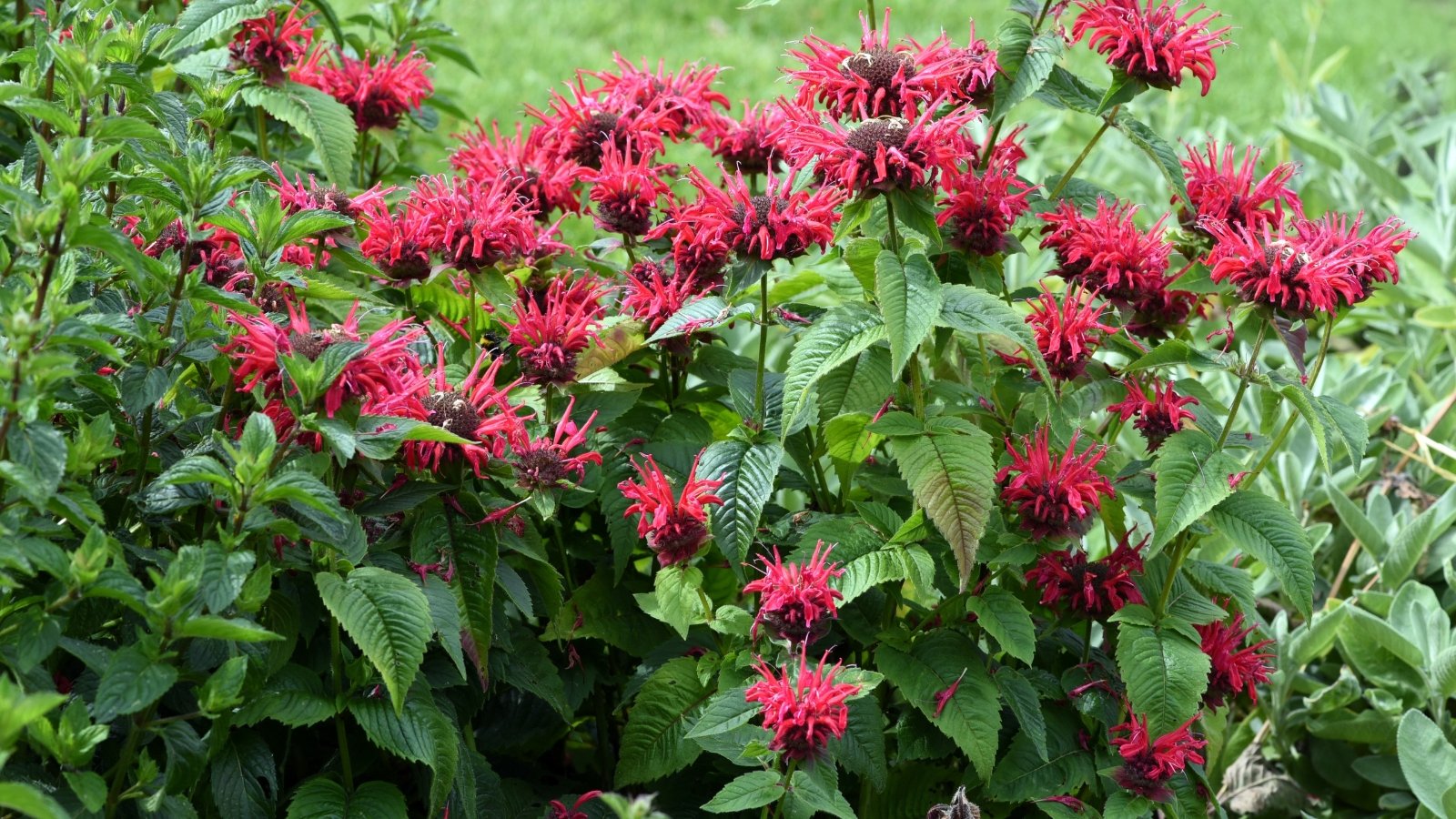 Square stems with serrated green leaves and dense clusters of tubular red flowers.