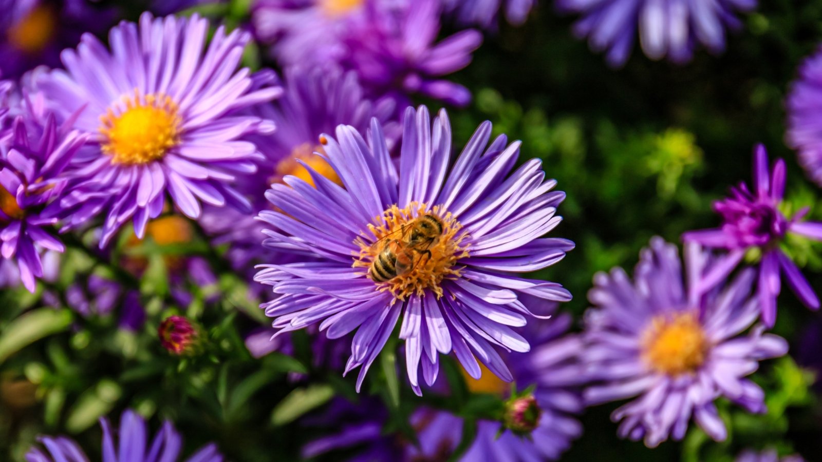 Bee with fuzzy body and translucent wings gathering nectar from a daisy-like blue aster bloom with delicate ray petals and a golden-yellow central disk.