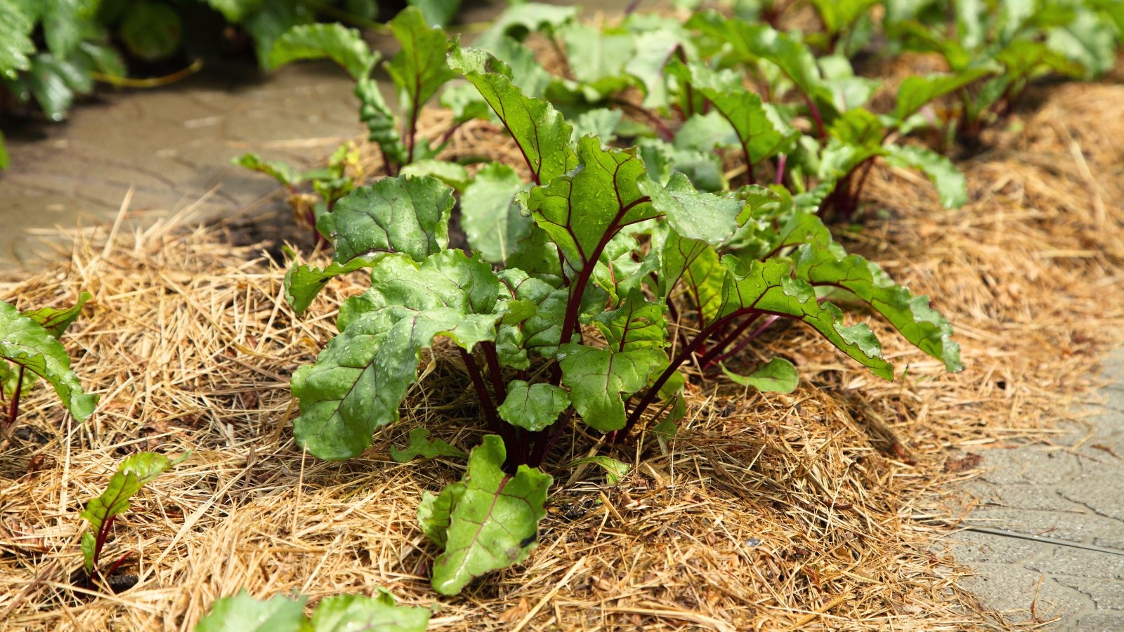 Young beetroot plants with slender reddish stems and broad green leaves grow through straw mulch in a garden bed.