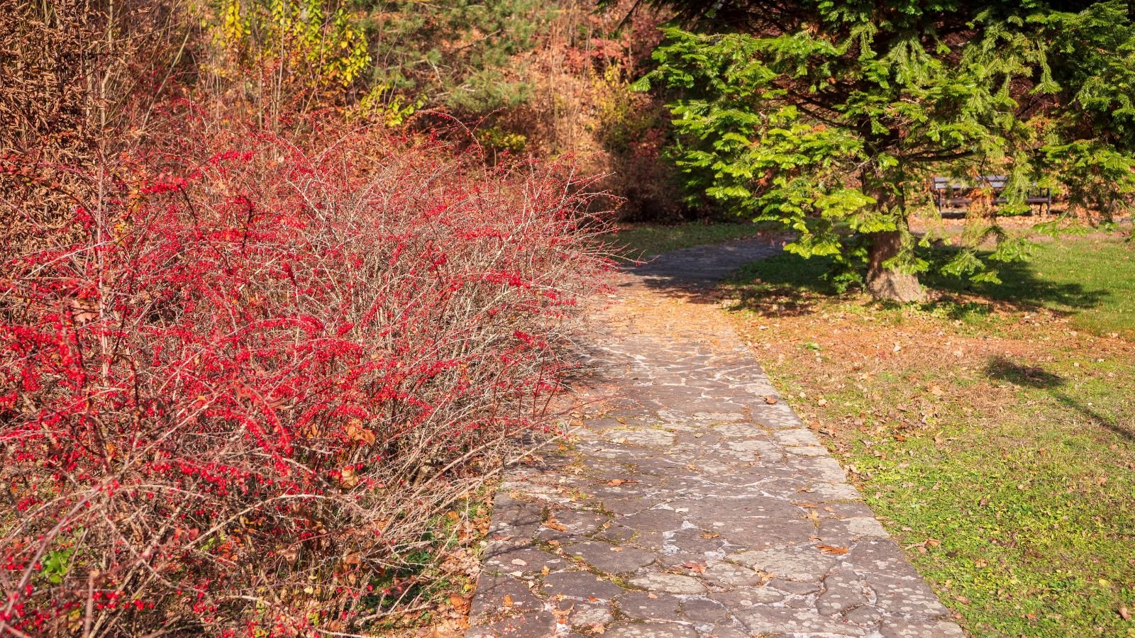 A path with Berberis thunbergii ‘Rose Glow’ on the side appearing to have woody stems and reddish foliage