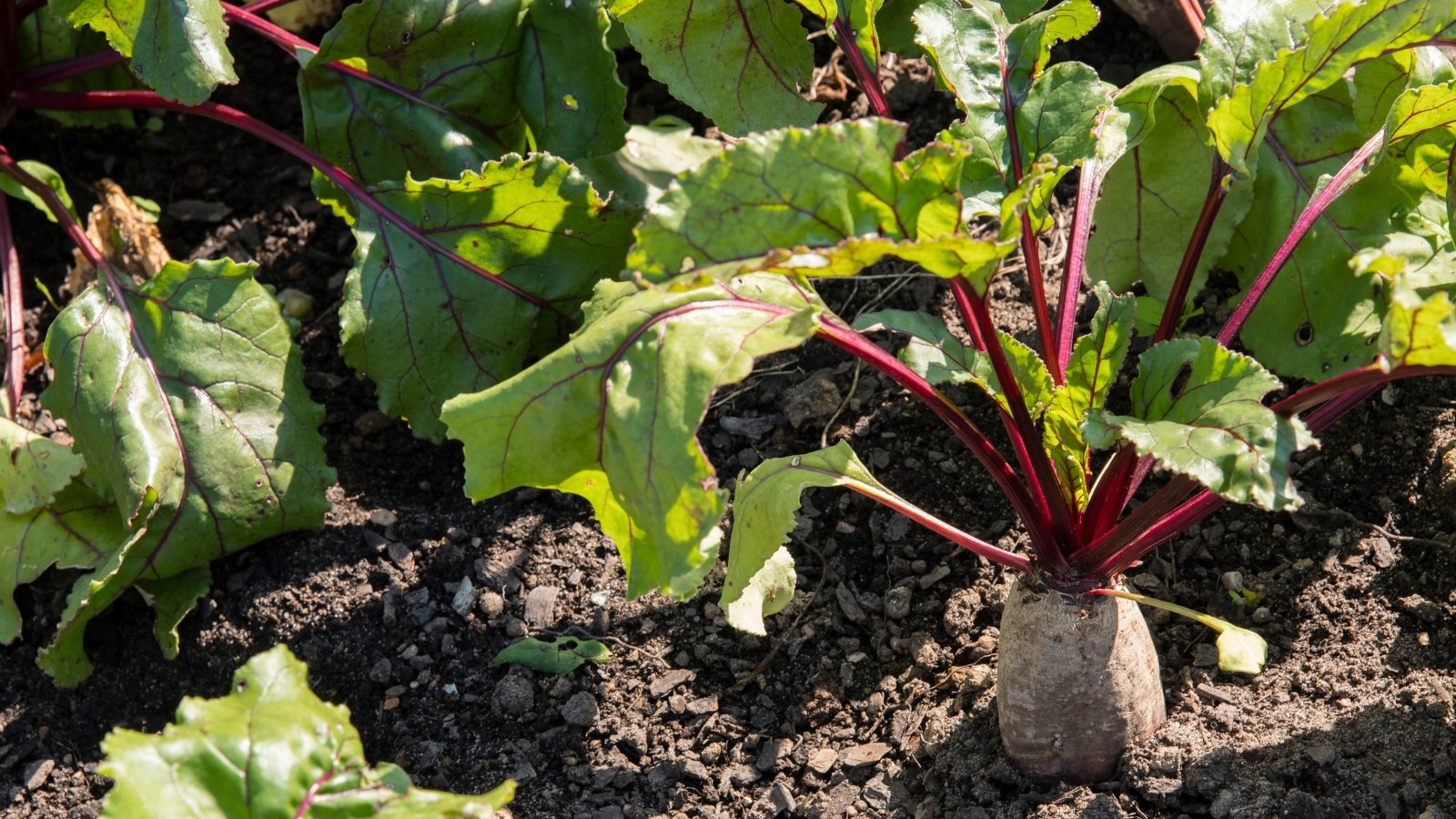 Round, reddish-purple roots partially visible above soil with thick burgundy stems and large green leaves.