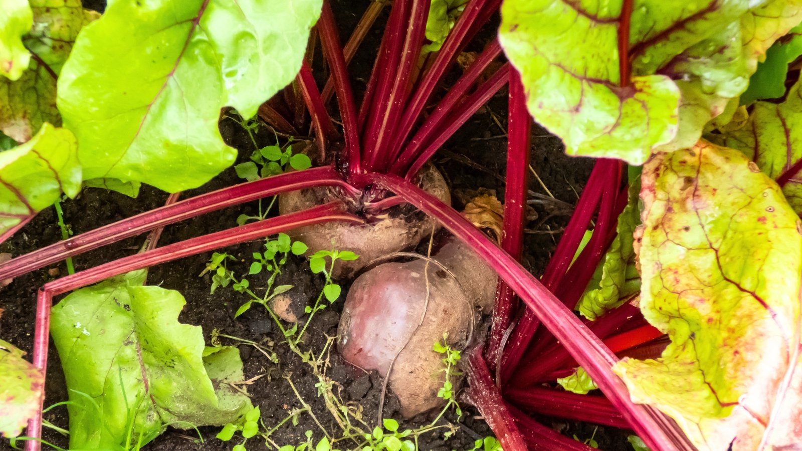 A pair of large, reddish-purple rounded roots partially visible in the soil, with thick, ribbed maroon stems and broad green leaves.