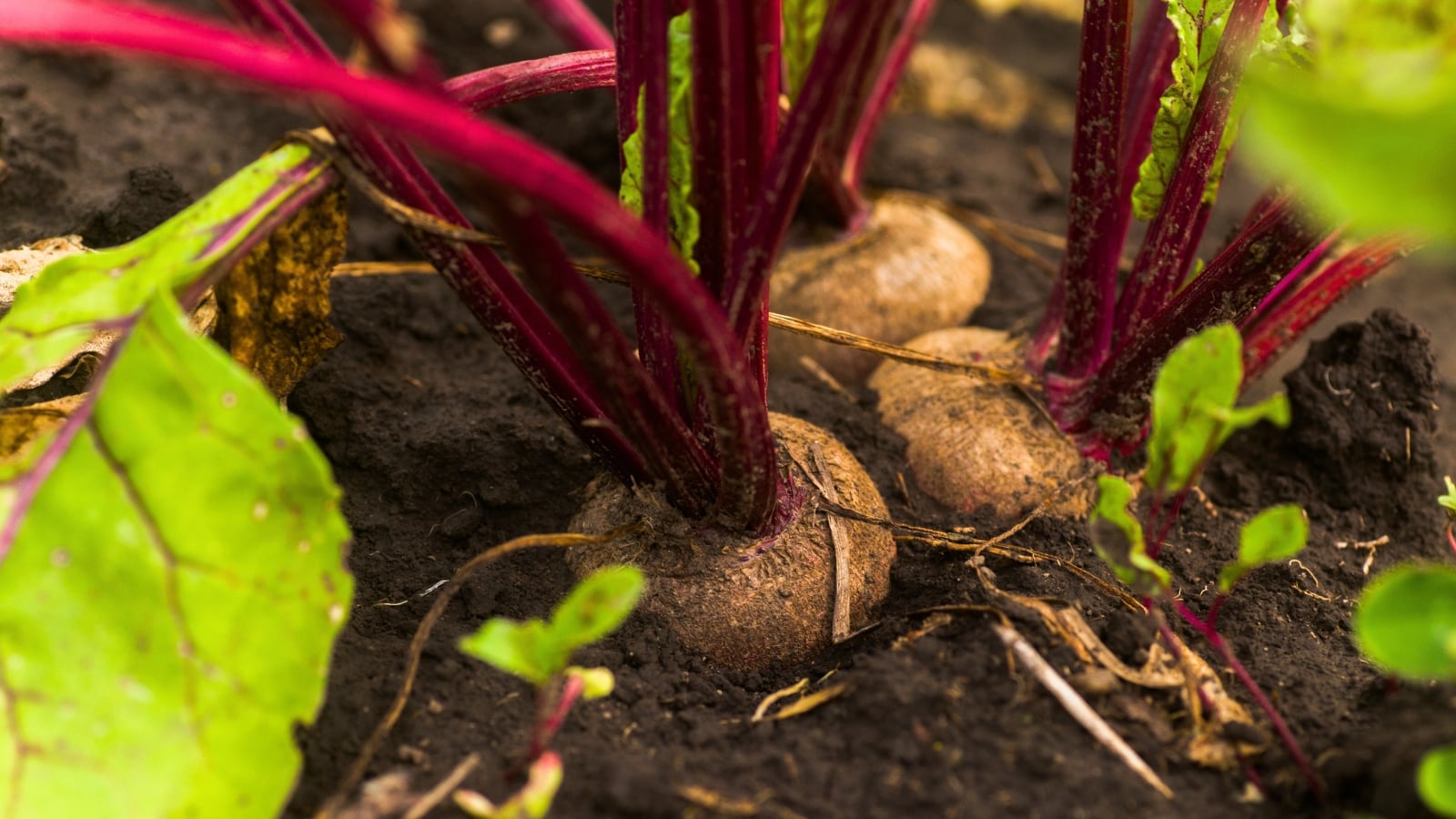 A cluster of round, reddish-brown root vegetables partially exposed in the soil, with thick, red-veined stems leading to green leaves.