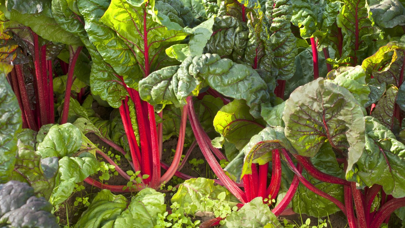 A cluster of large, ruffled green leaves with prominent, thick, and bright red stems grows from the ground.