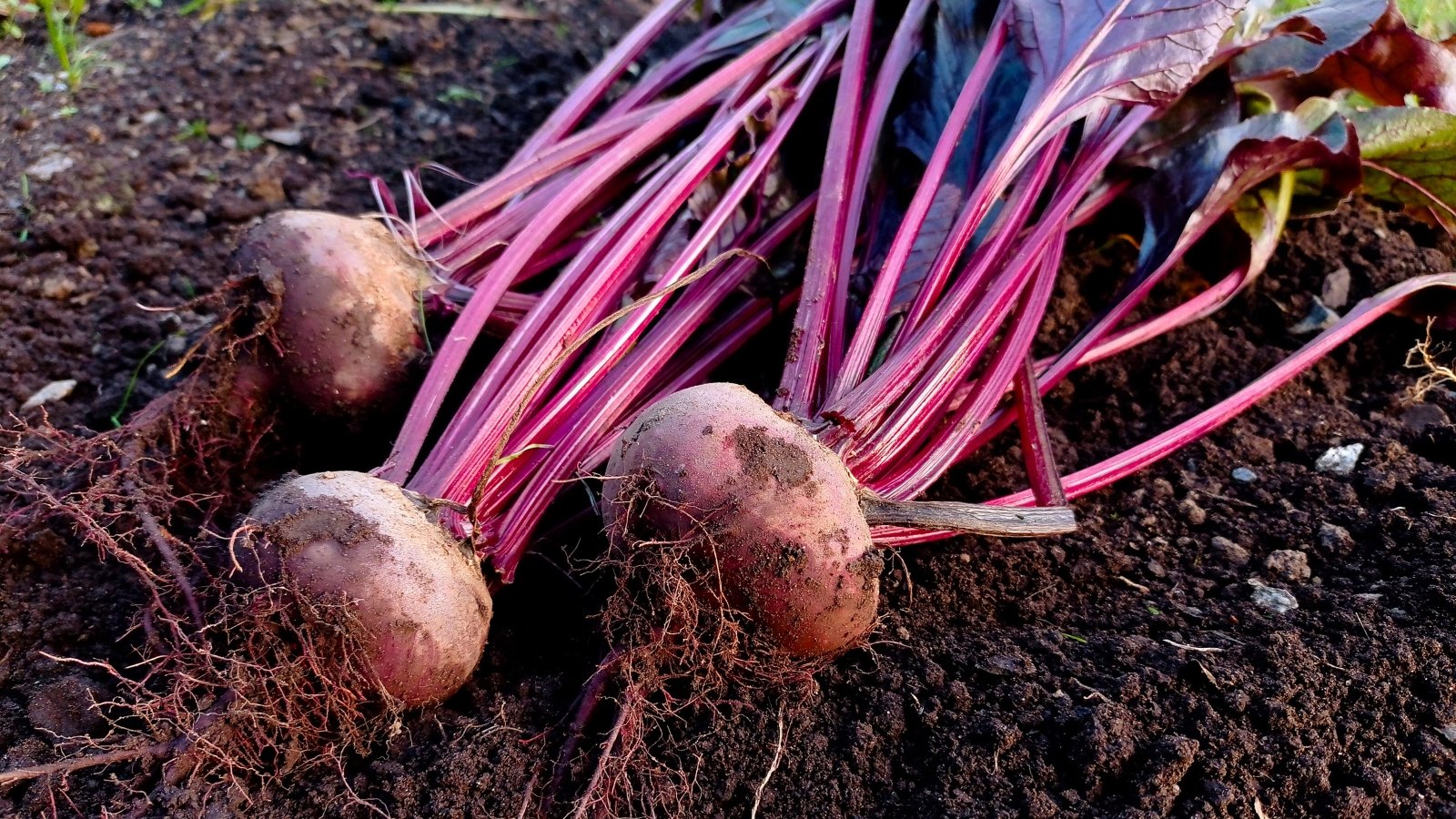 Three round, reddish-purple root vegetables with hairy tendrils are shown, topped with long, vibrant magenta stems and leafy greens.