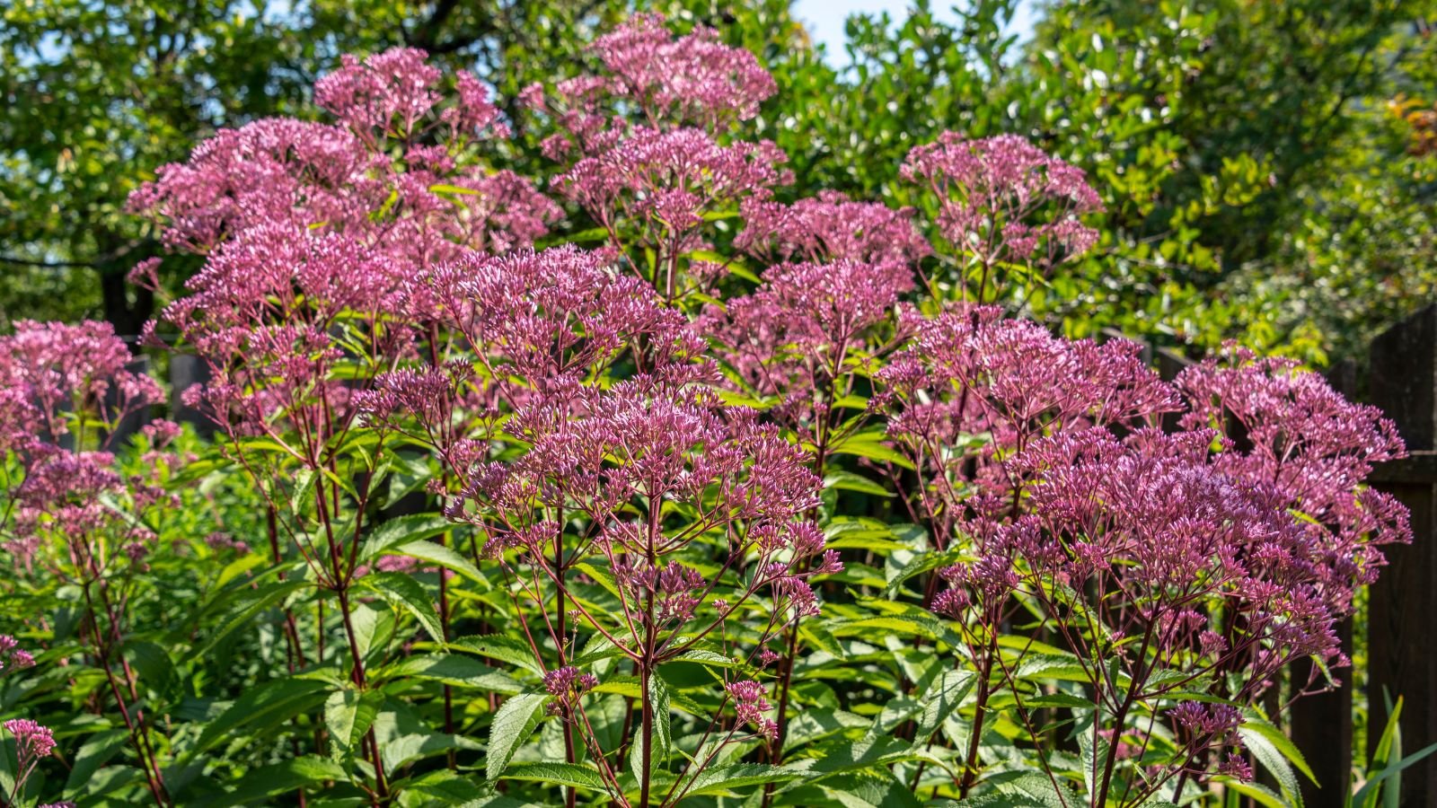 A shot of a large composition of big domed flower clusters of the Big Umbrella placed in a well lit area outdoors