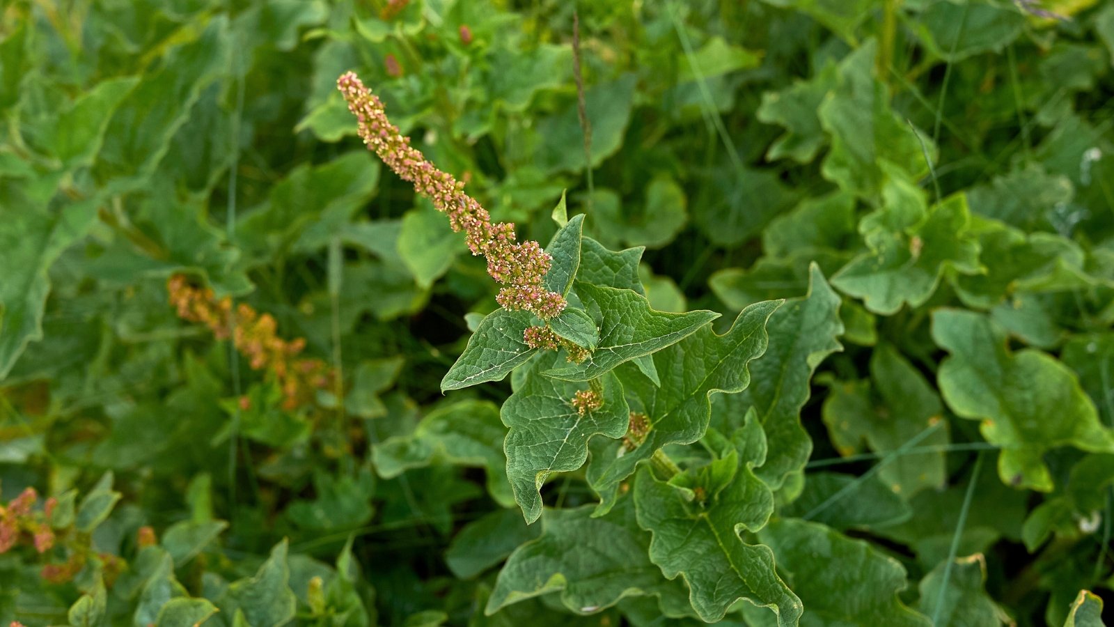 A stout central stalk with small reddish-brown flower clusters and several large, irregularly shaped green leaves with rippled edges.
