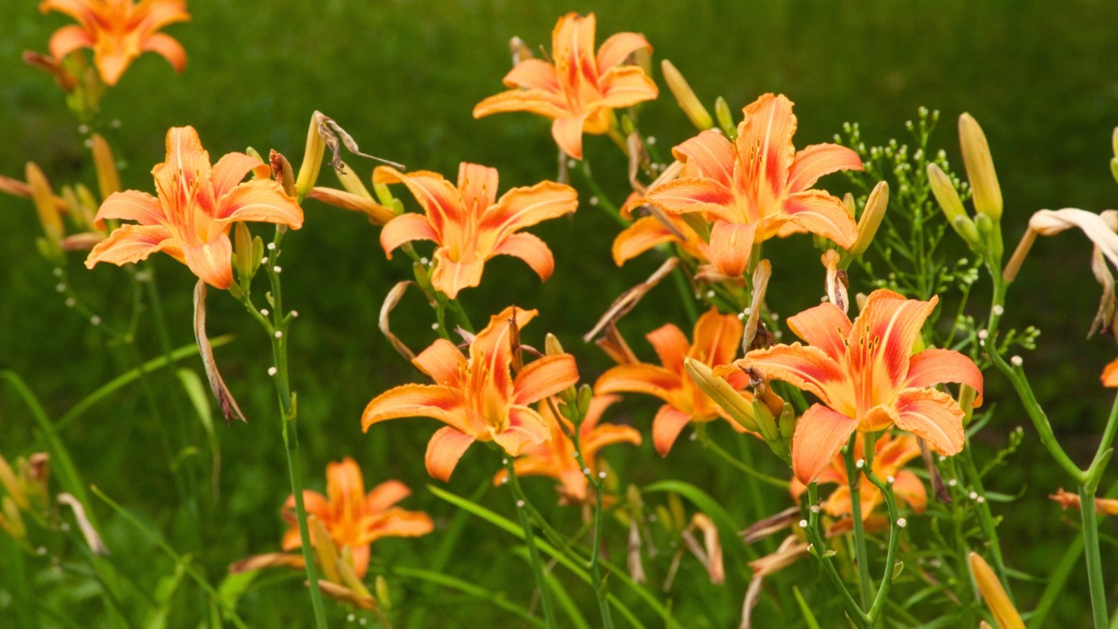 Long, strap-like green leaves with tall stems bearing large, trumpet-shaped orange flowers.