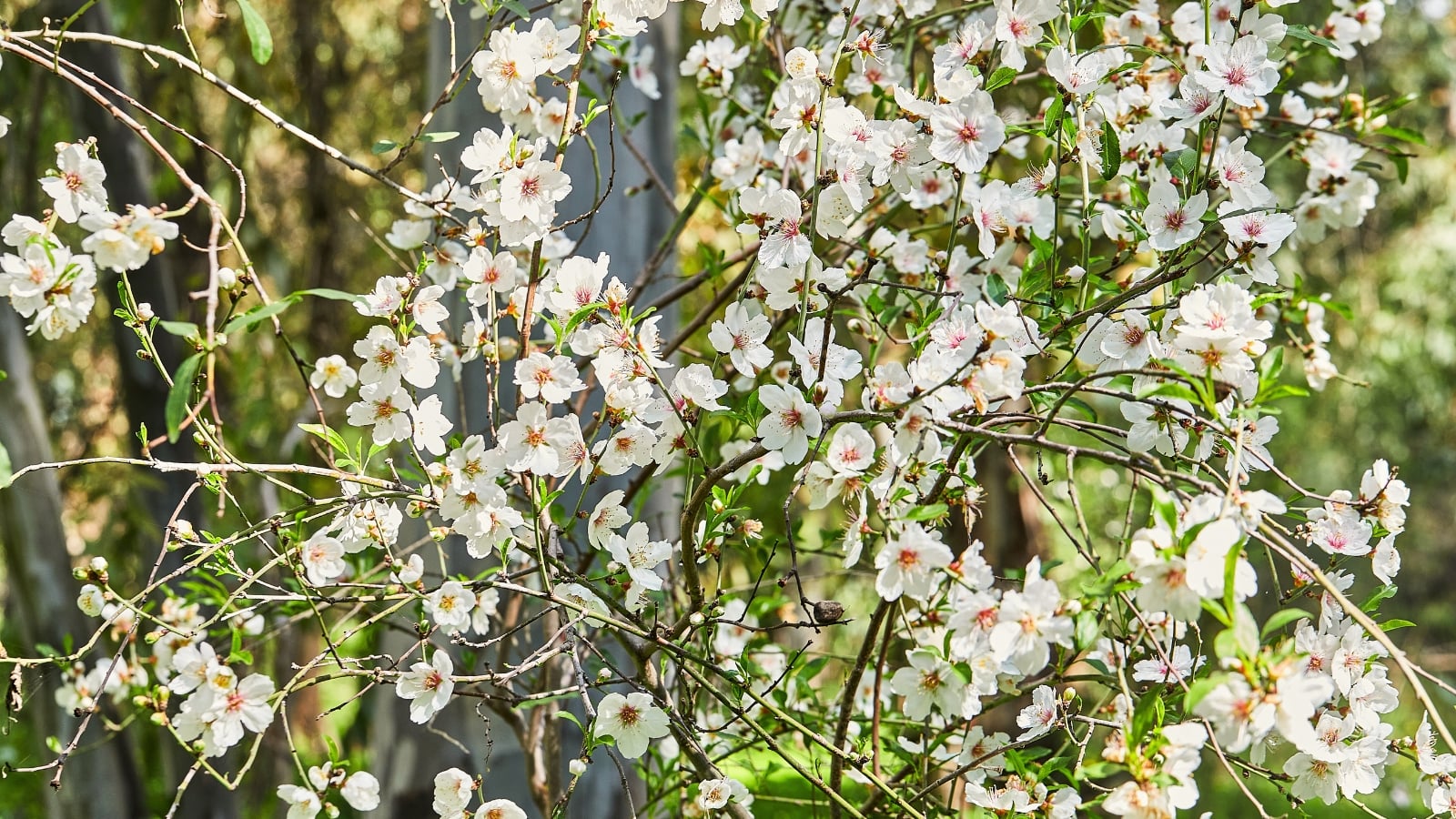 Branches of an almond tree covered in delicate white blossoms in a sunlit orchard.