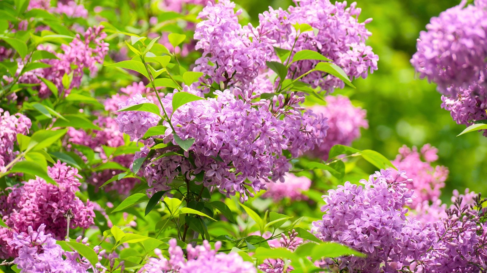 Cluster of small, fragrant pale purple flowers blooming on upright stems with heart-shaped green leaves.