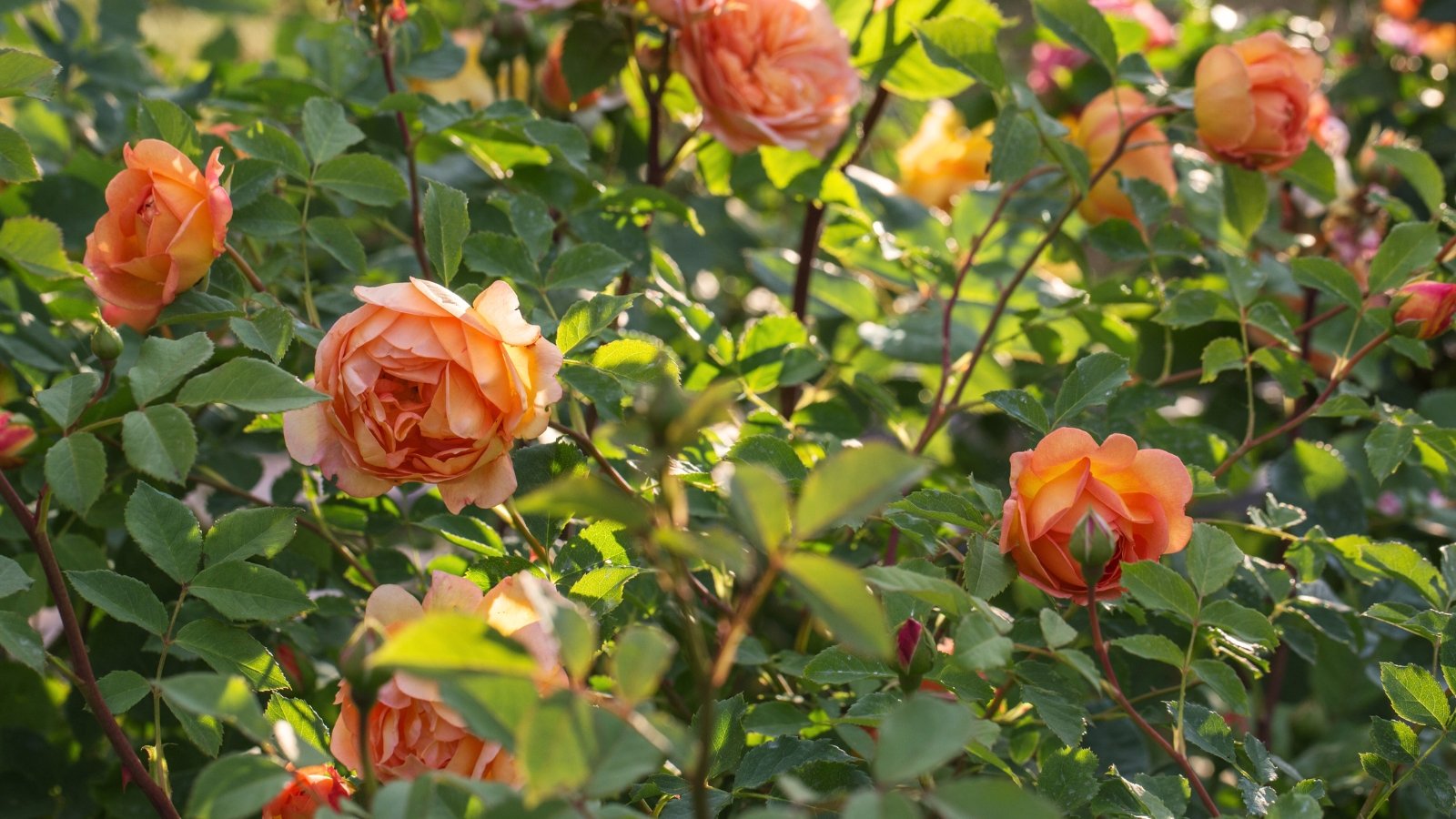 Clusters of soft apricot flowers with ruffled petals and glossy green leaves on a blooming English shrub rose.