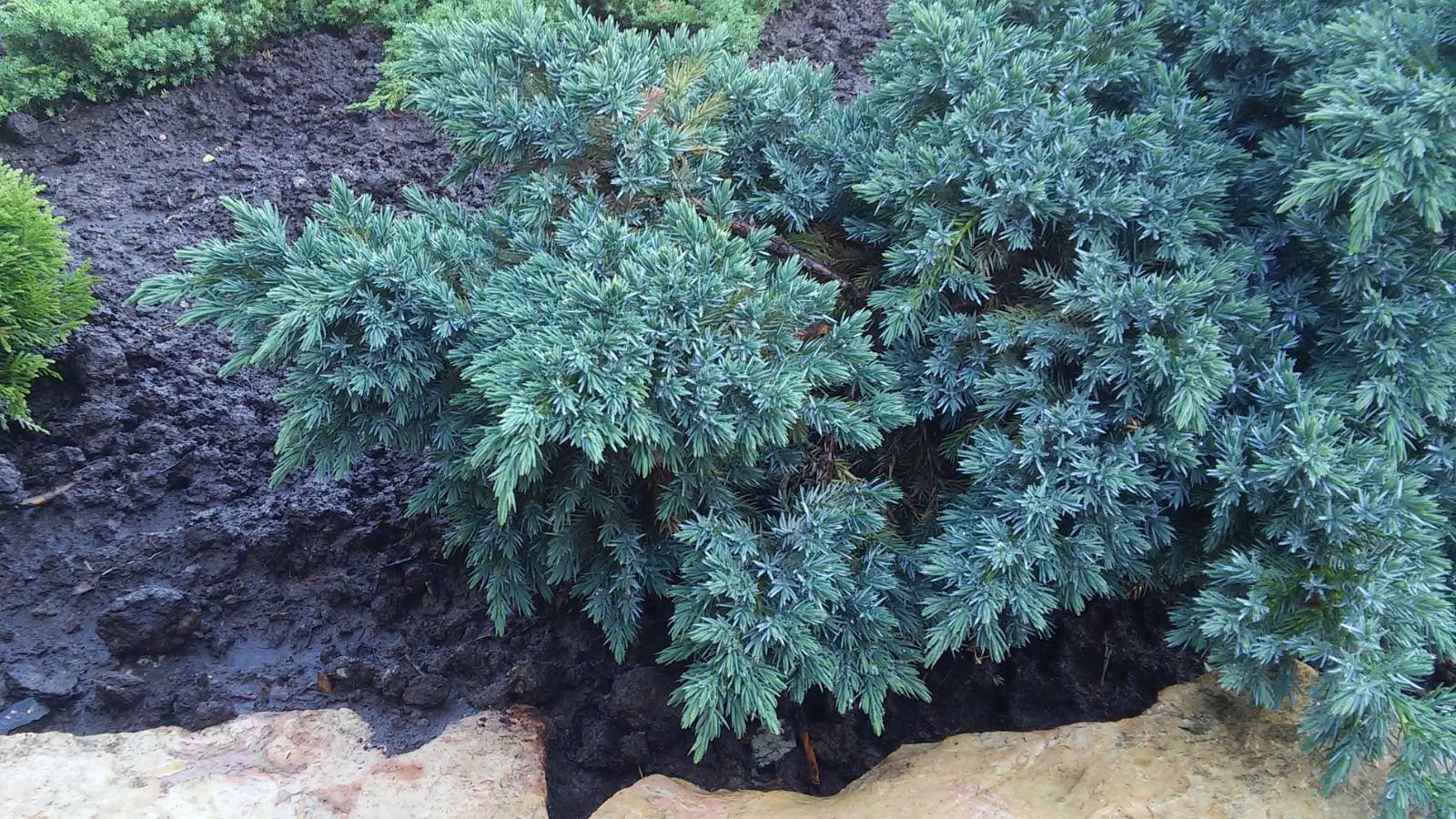 A close-up shot of a ground-cover variety of plant, called Blue Carpet, placed on rich dark soil outdoors