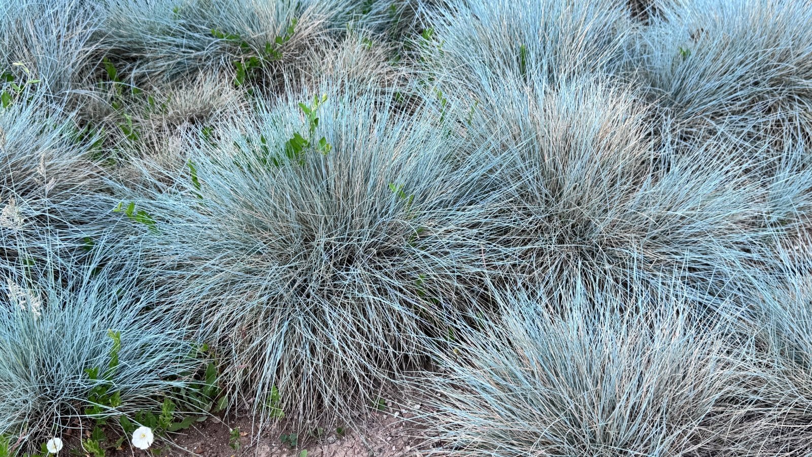 Compact clumps of blue-gray fine-textured grass blades growing densely in the garden bed.