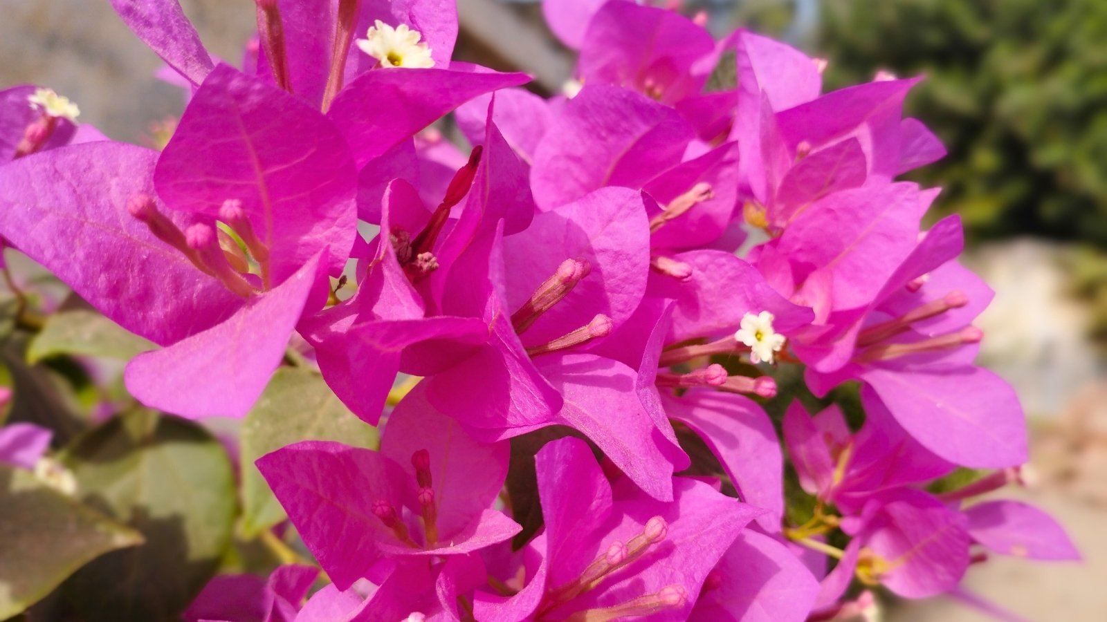 A cluster of vibrant fuchsia-pink, papery bracts with delicate white-yellow flowers at their centers.