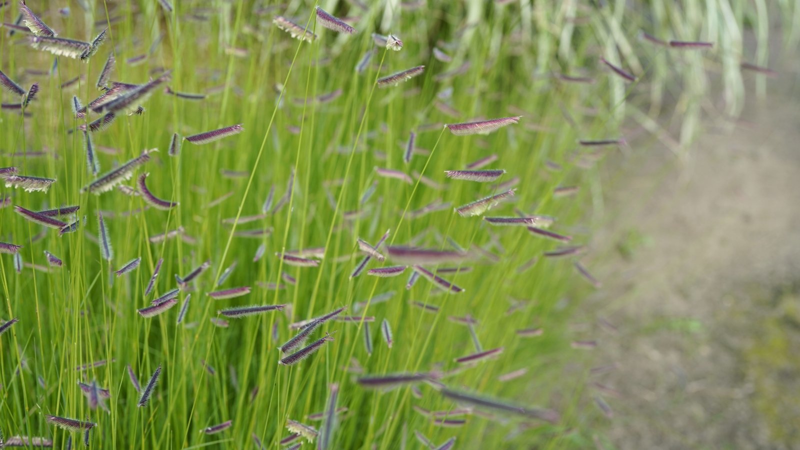 Fine-textured, blue-green grass blades with delicate, feathery seed heads on slender stems.