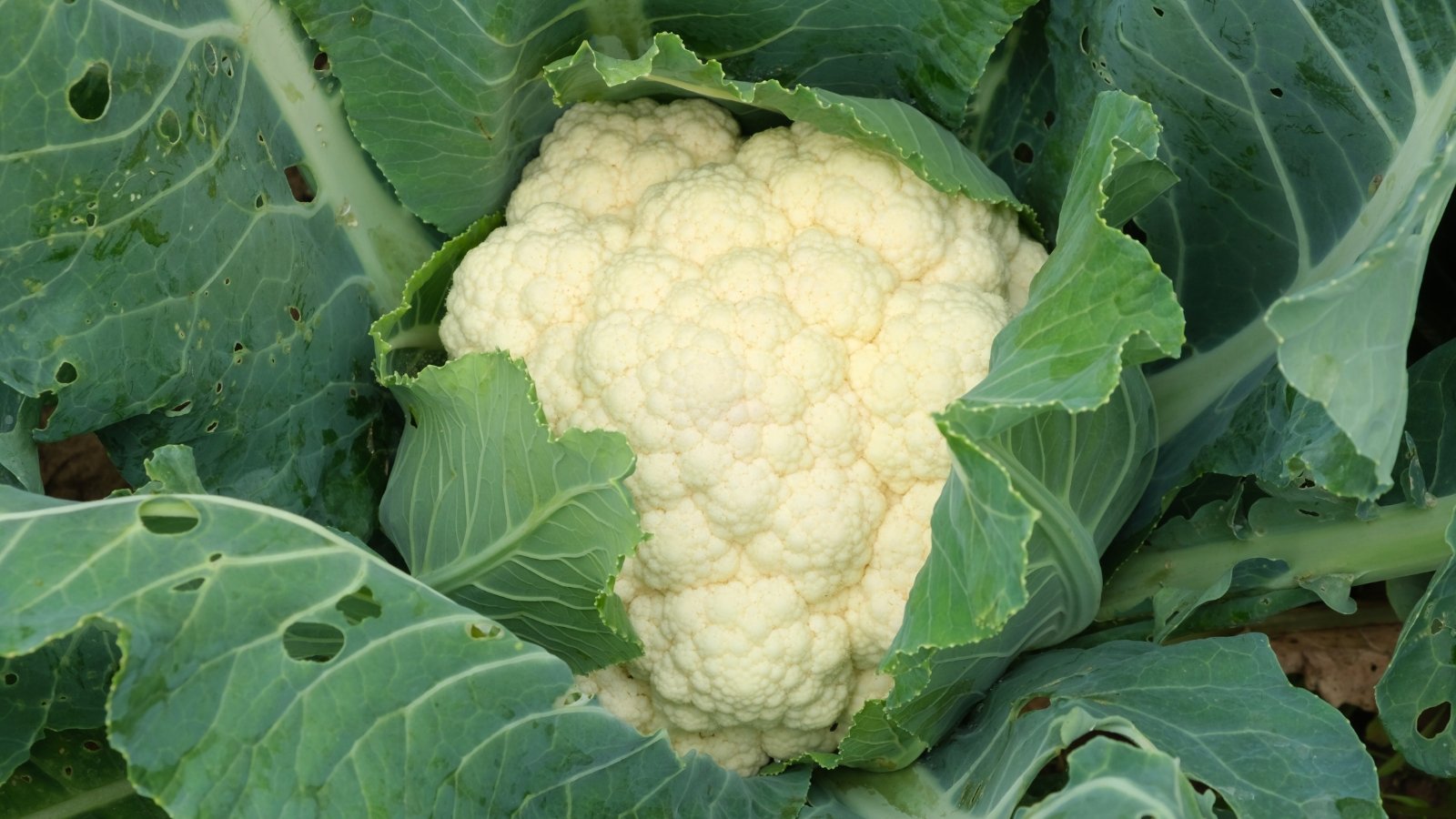 Large, creamy-white head with tightly packed curds surrounded by broad, textured green leaves on short stems.
