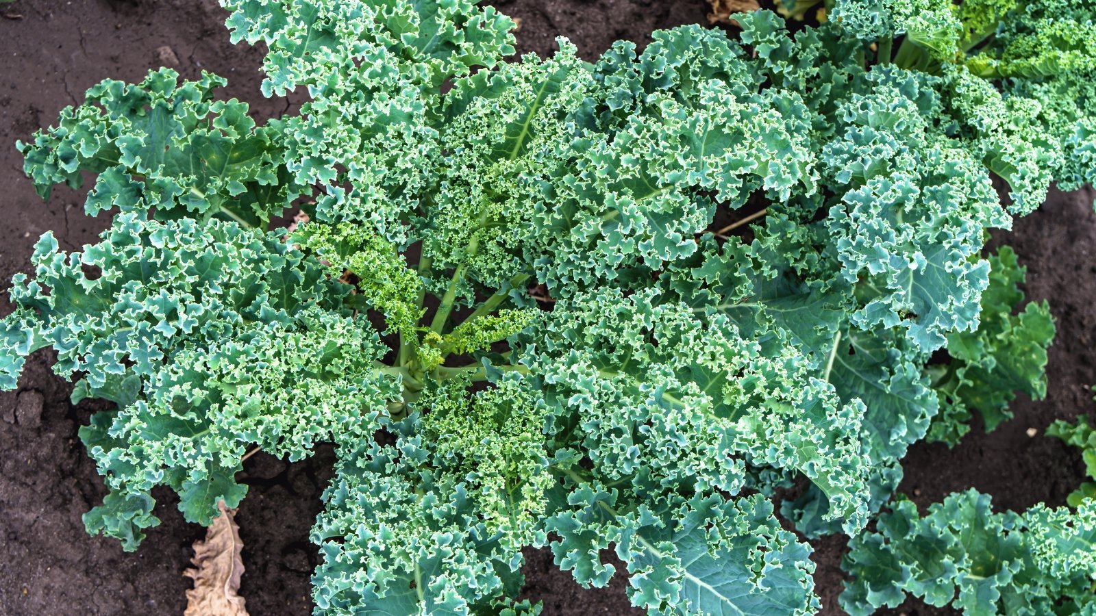 A dense, low-growing green plant with tightly curled, crinkled leaves forming a rosette.