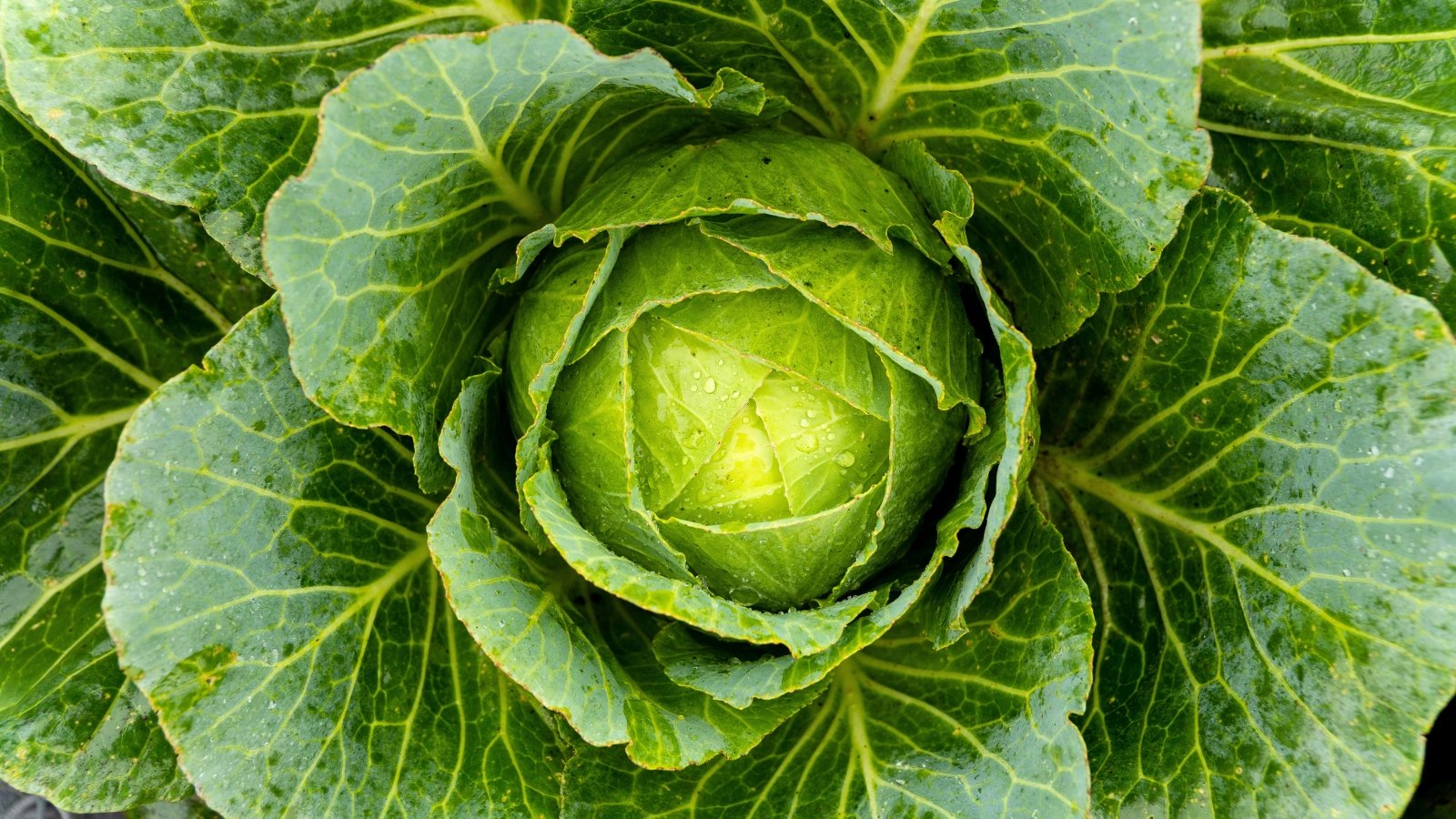 A dense head of tightly packed, crinkled green leaves forms a round shape, with a lighter inner core and darker, broad outer leaves.