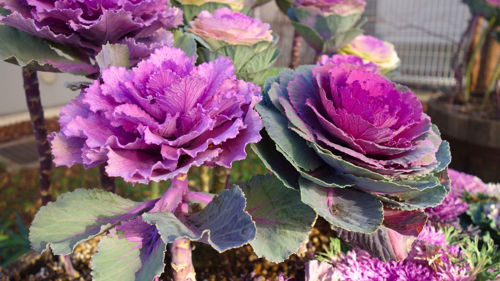 Tall stems topped with rosettes of ruffled purple-red leaves resembling ornamental flowers grow in a vibrant flower bed.