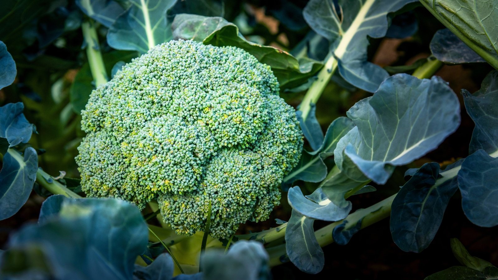 A dense, lumpy green head composed of tiny, tightly-packed florets surrounded by large, waxy, dark green leaves.