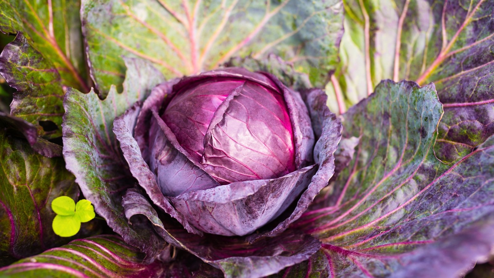 A compact, round head of deep purple leaves with prominent red veins is surrounded by lighter, bluish-green outer leaves.