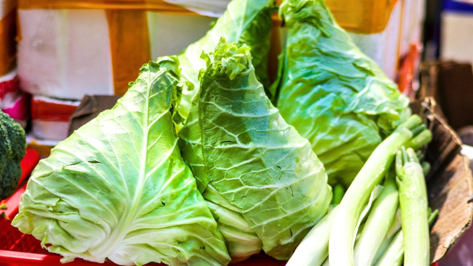 9 Cabbage Varieties We’re Sowing Now for Fall