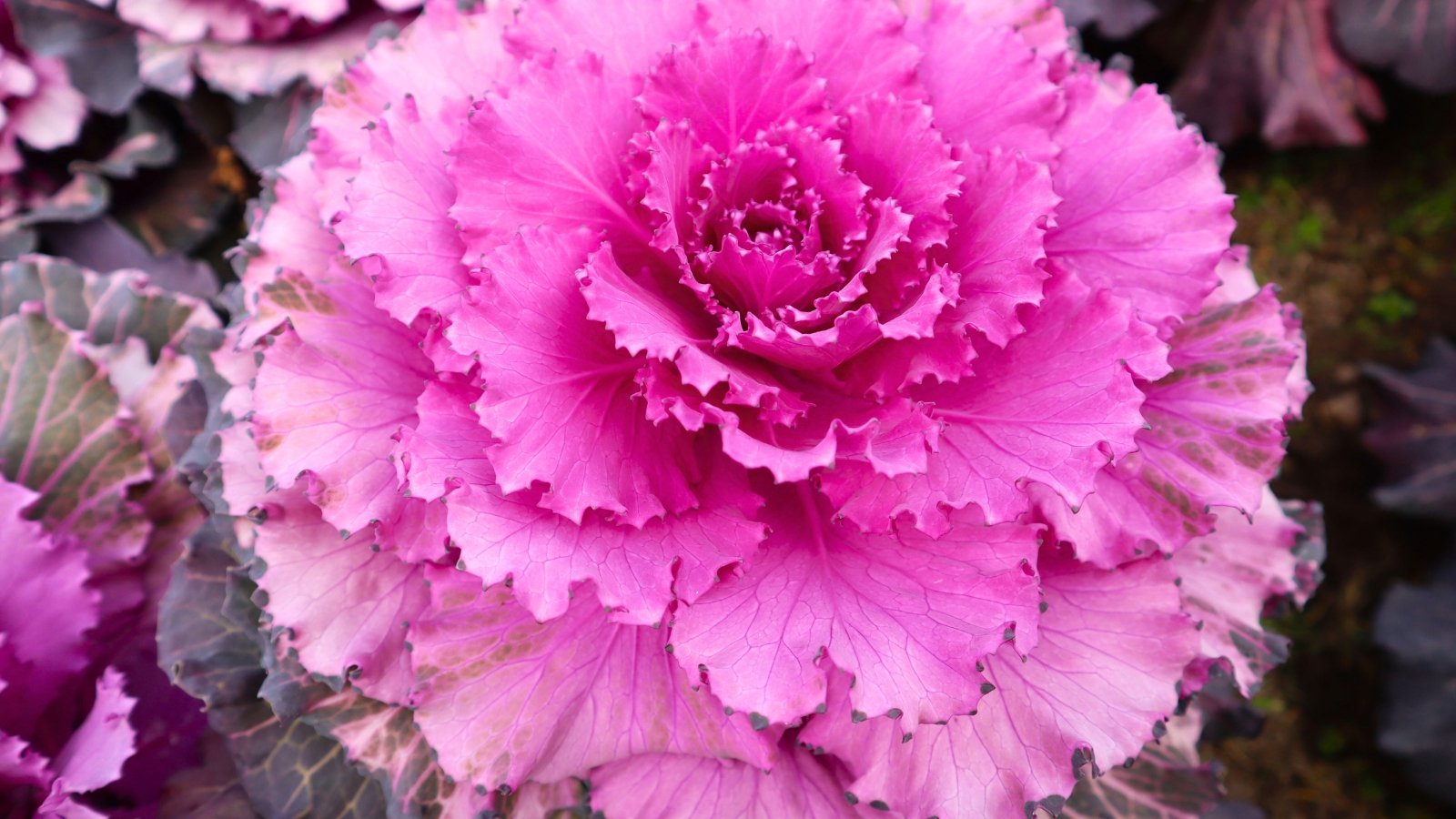 A large, ruffled rosette of pink and magenta leaves has finely serrated edges and a deep green base.