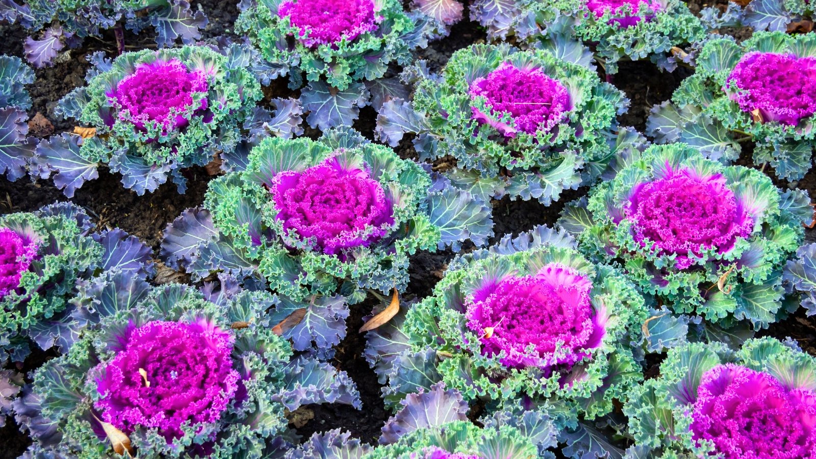 A group of plants with large, frilly, purple-and-blue centers is surrounded by waxy, wavy green leaves.