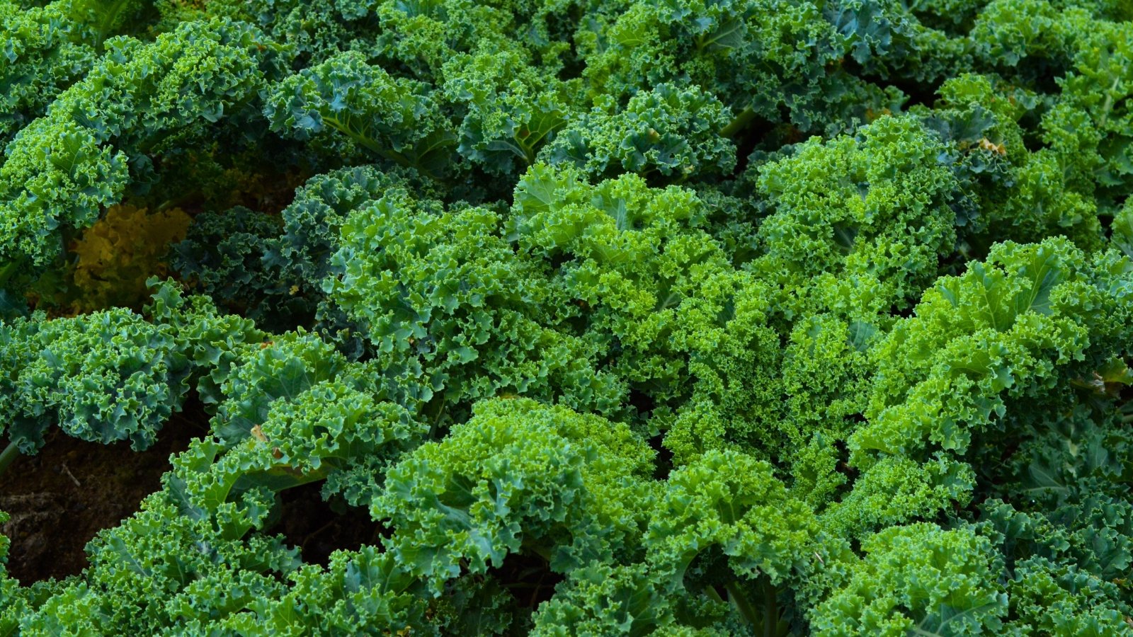 A dense field of thick, deeply-wrinkled, light and dark green leaves with wavy edges forms a textured canopy.