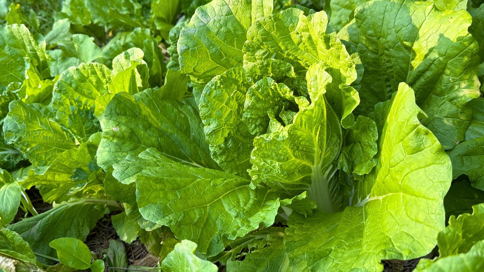 A cluster of large, ruffled, light green leaves with thick white stems grows densely together.