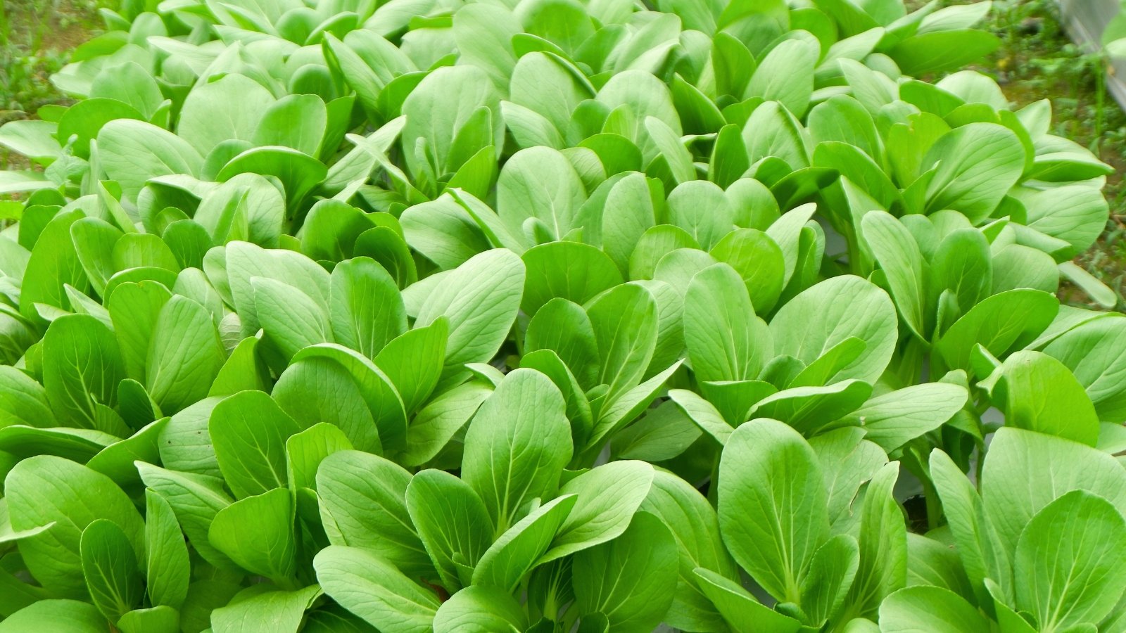 A field of small, glossy green leaves with thick, light green stems forms a dense pattern of rounded rosettes.