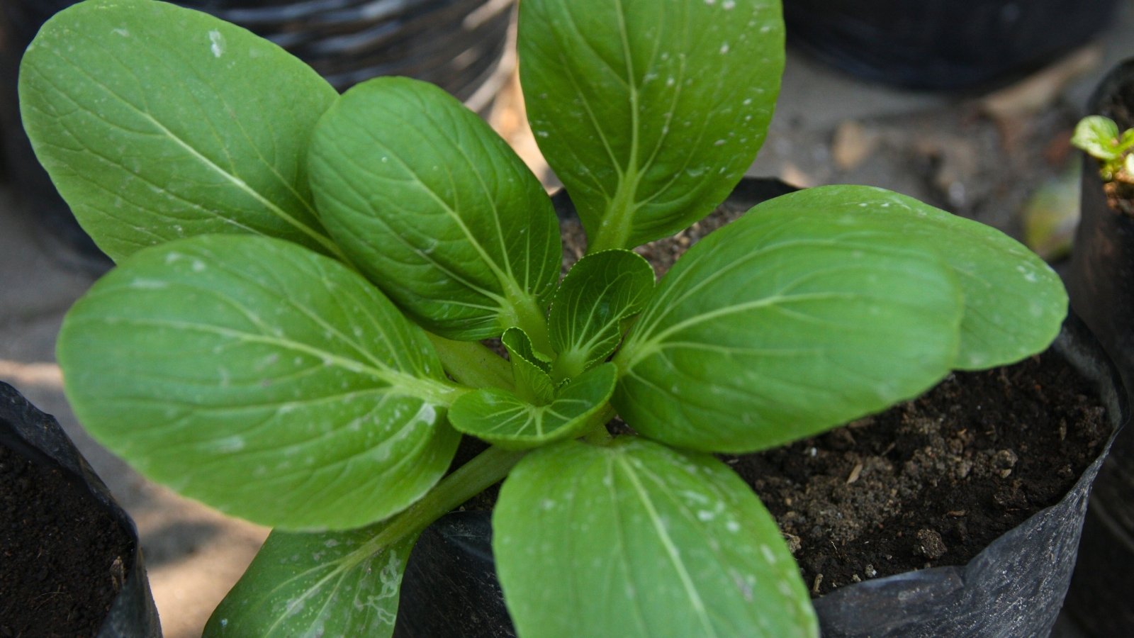 A small plant with glossy, light green leaves with prominent white veins, growing in a black container.