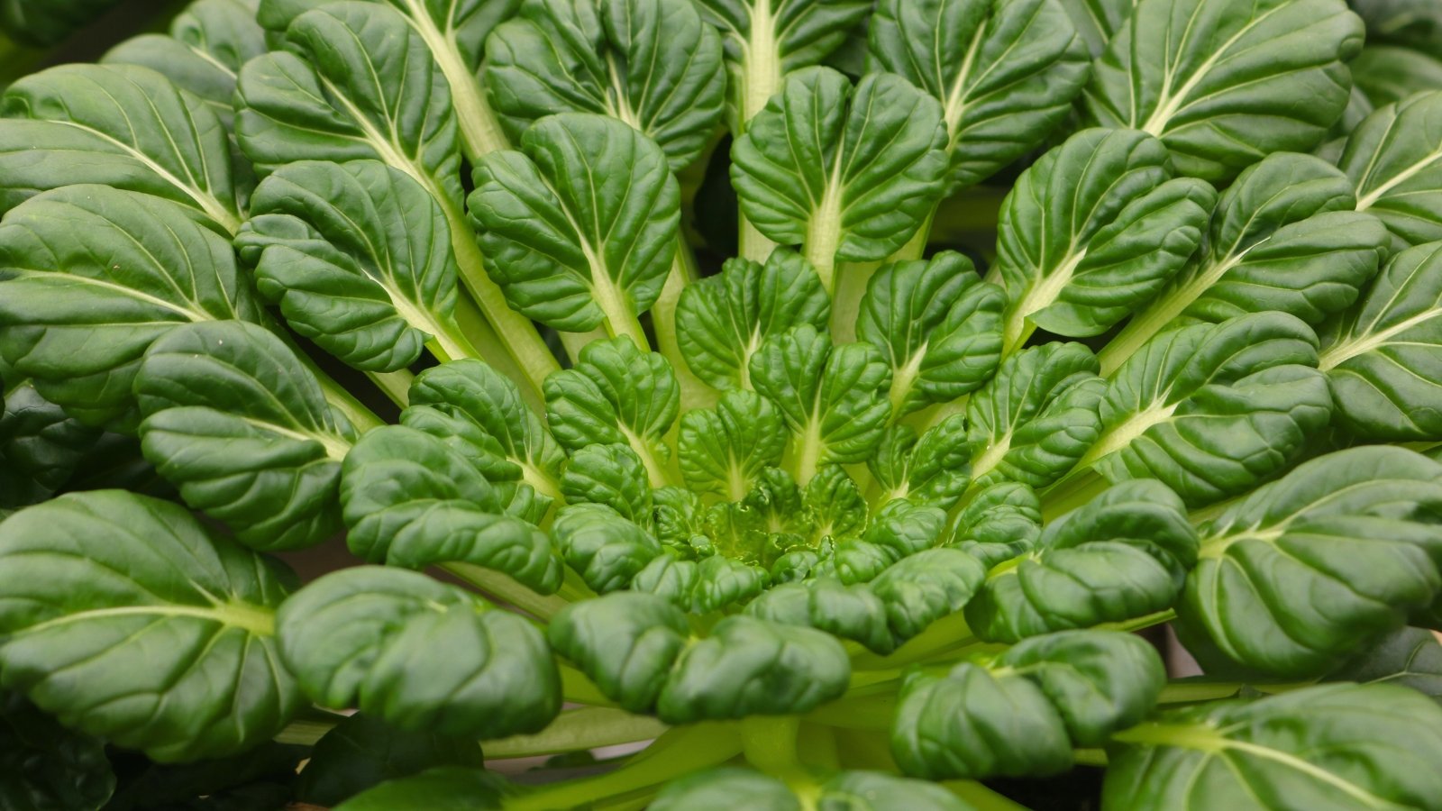 A rosette of broad, spoon-shaped green leaves with prominent white ribs radiates from a central point.