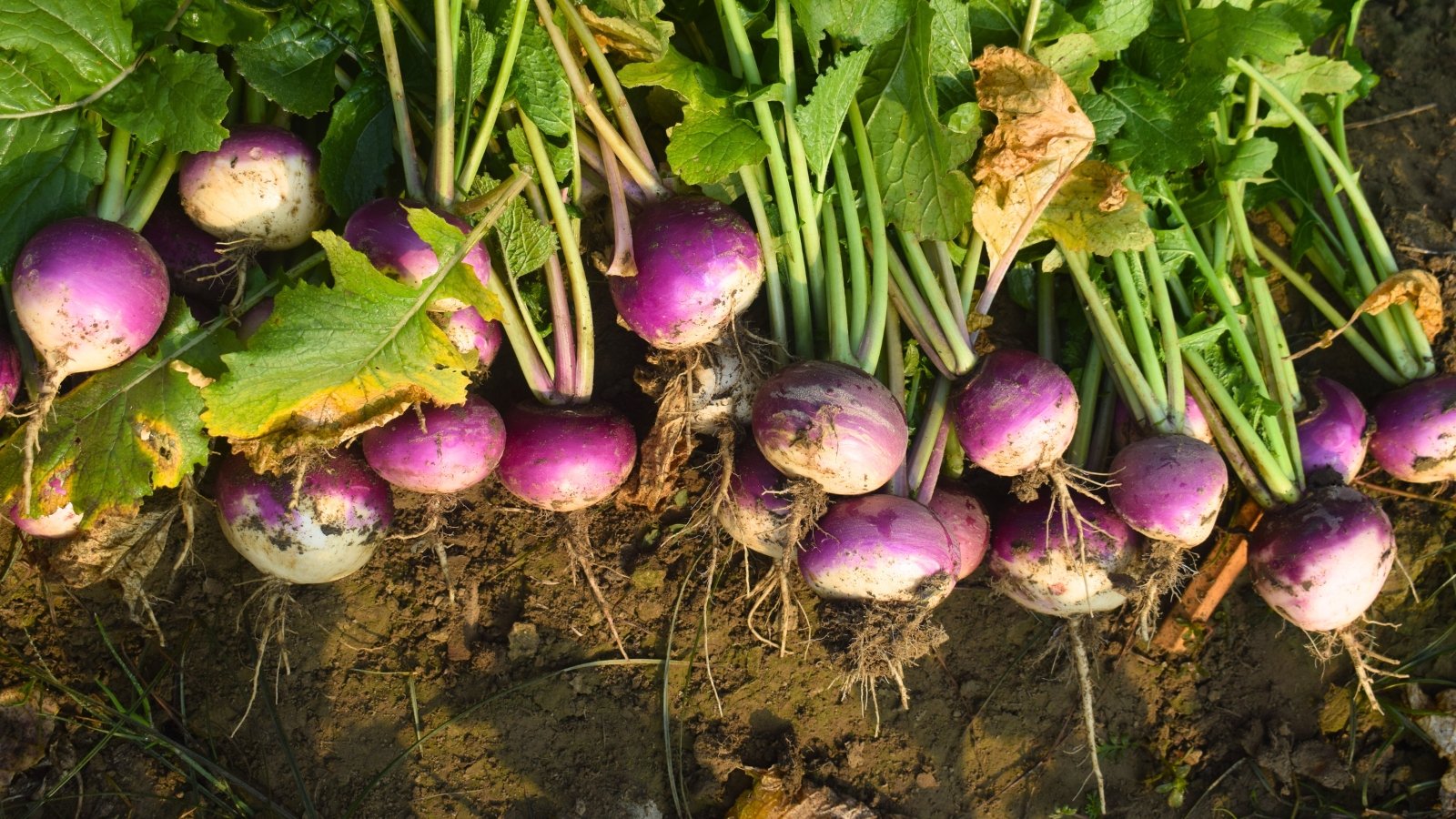 A row of round, white and purple root vegetables with green stems and leaves, lying on top of brown soil.