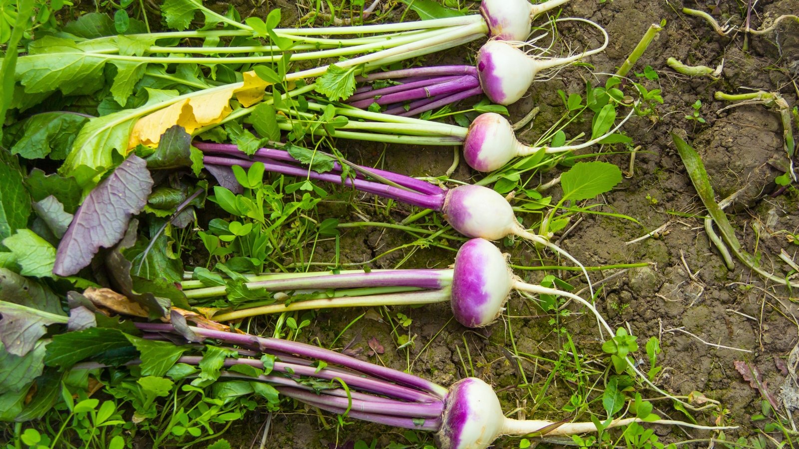 A row of elongated, white and purple root vegetables with long, green stems and leafy tops, lying on the soil.