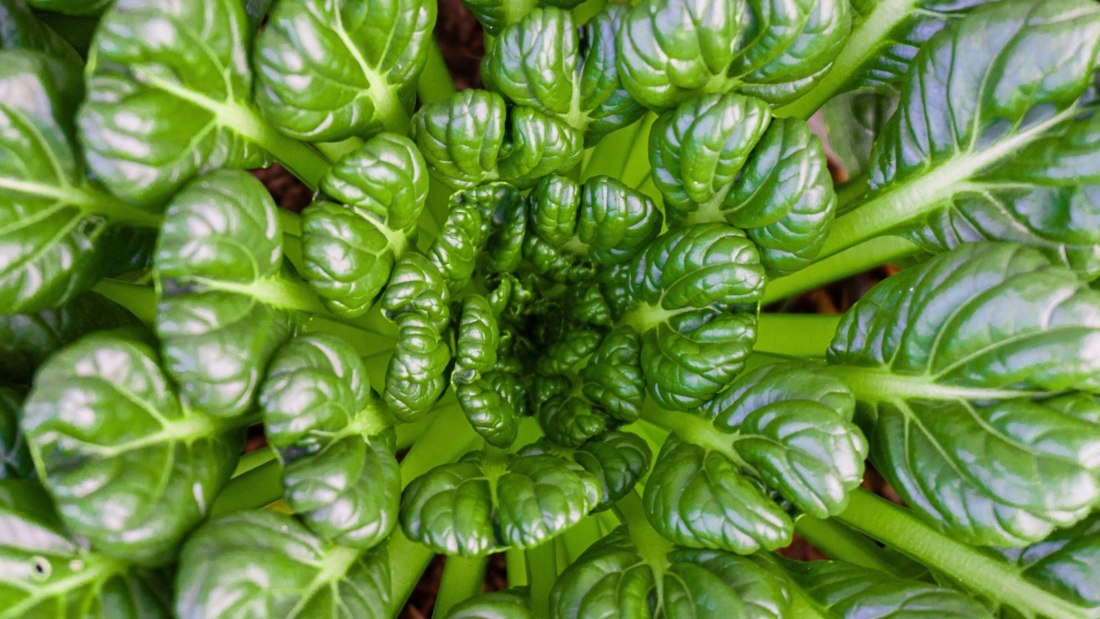 A top-down view of a plant with numerous glossy, rounded, deep green leaves arranged in a tight, swirling rosette.