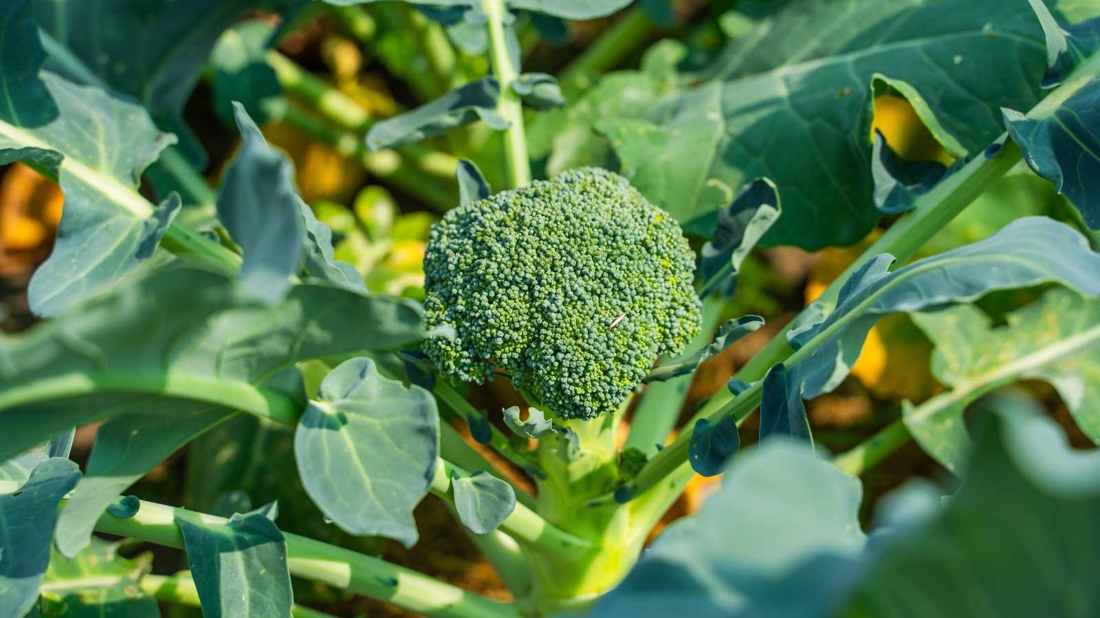 Upright broccoli plant with large, broad green leaves surrounding a dense, rounded central head.