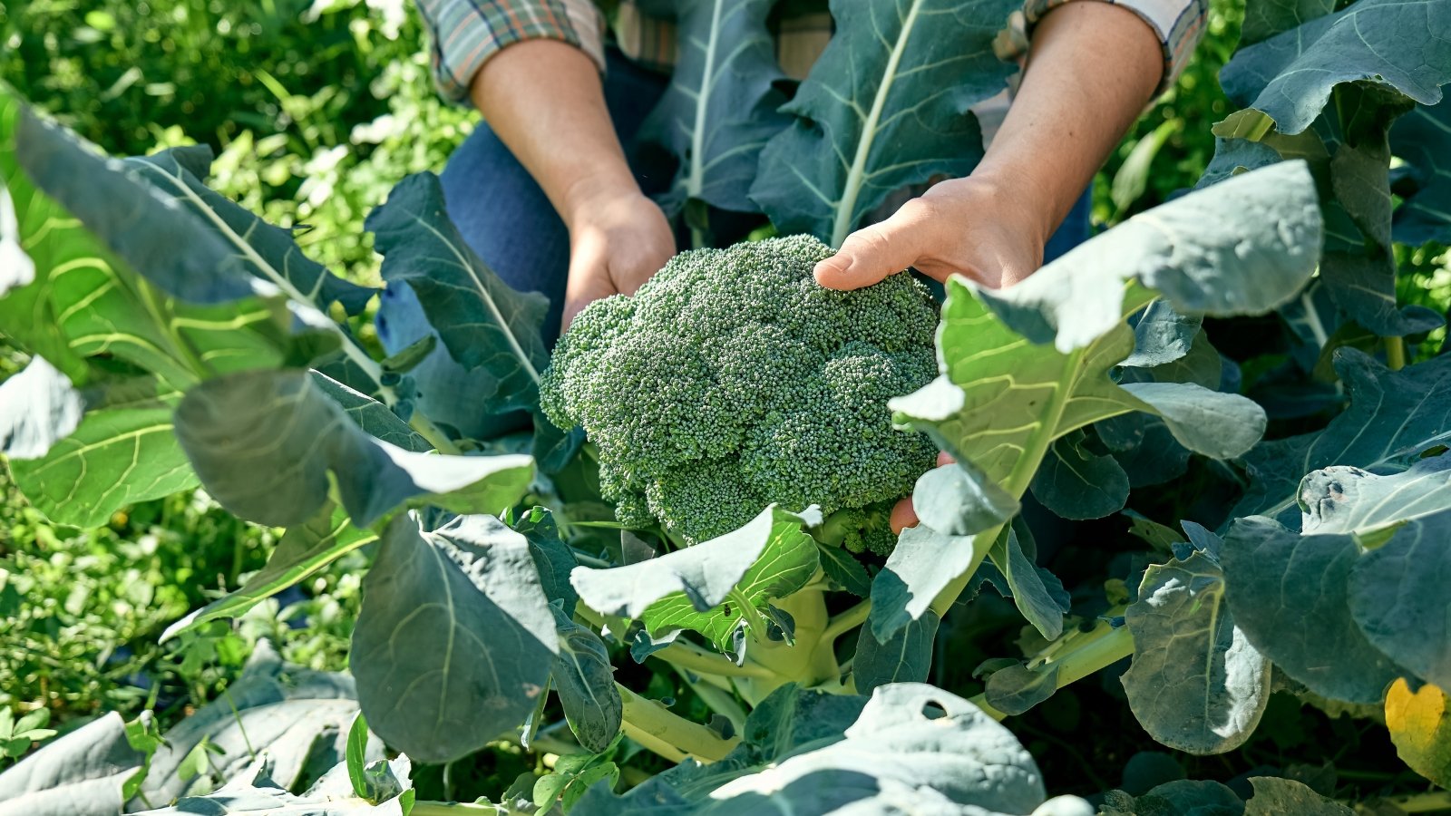 Gardener holds a large green broccoli flower head with both hands, surrounded by broad, textured leaves in the garden.