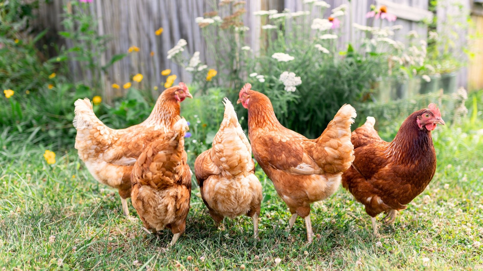 Five brown hens walk in a flowering garden against a backdrop of orange marigolds, white yarrow and purple coneflowers.