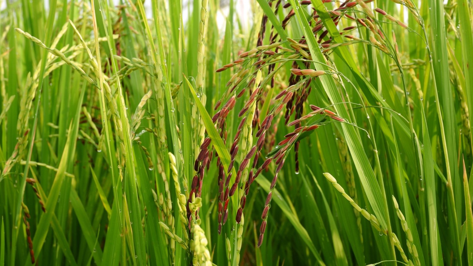 Narrow, drooping green leaves cradle panicles of brown, ripening grains, each seed showing a smooth yet firm surface.
