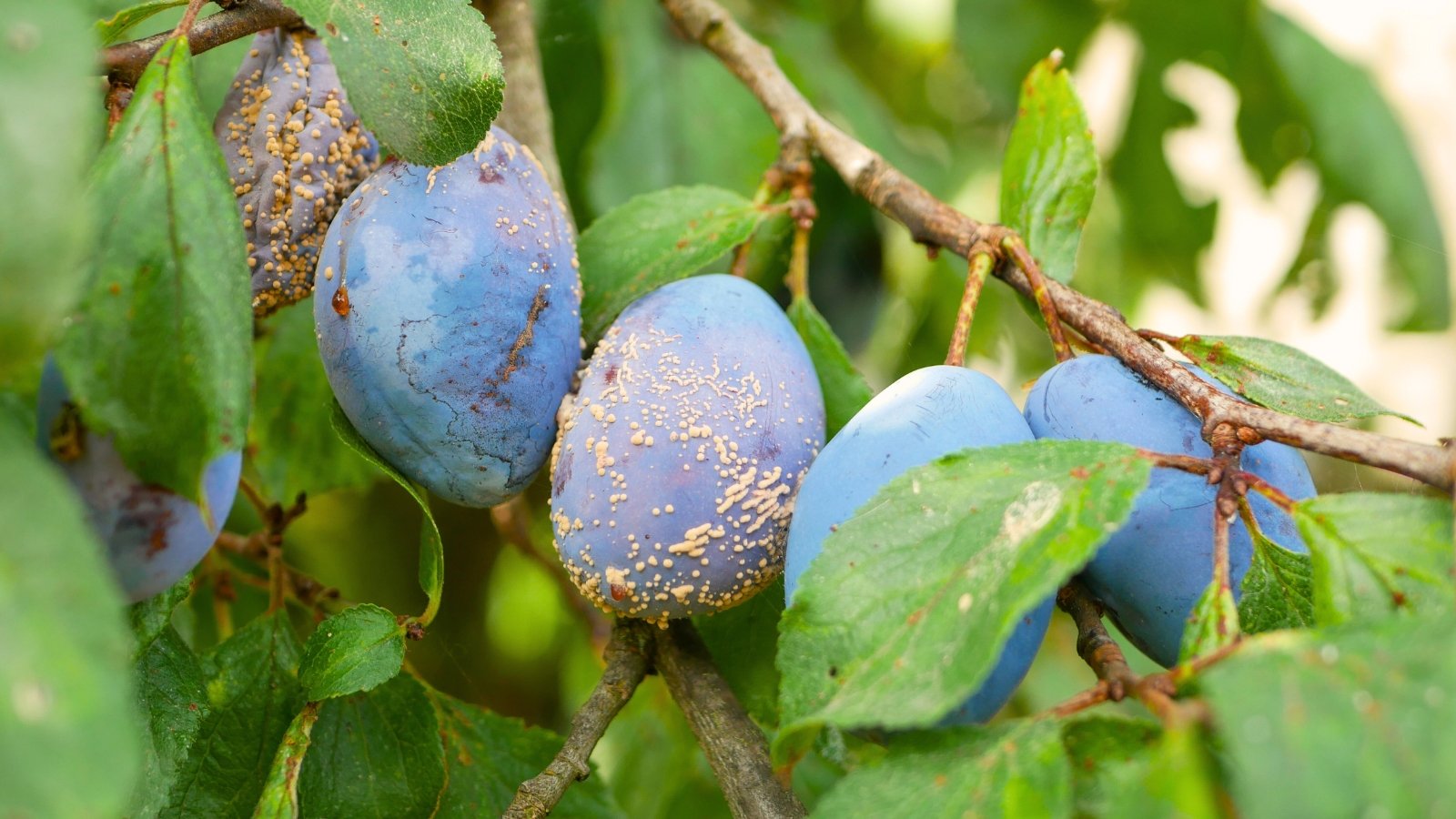 Ripe plums on the tree showing brown, shriveled spots with fuzzy grayish mold and sunken, decayed areas characteristic of brown rot disease.