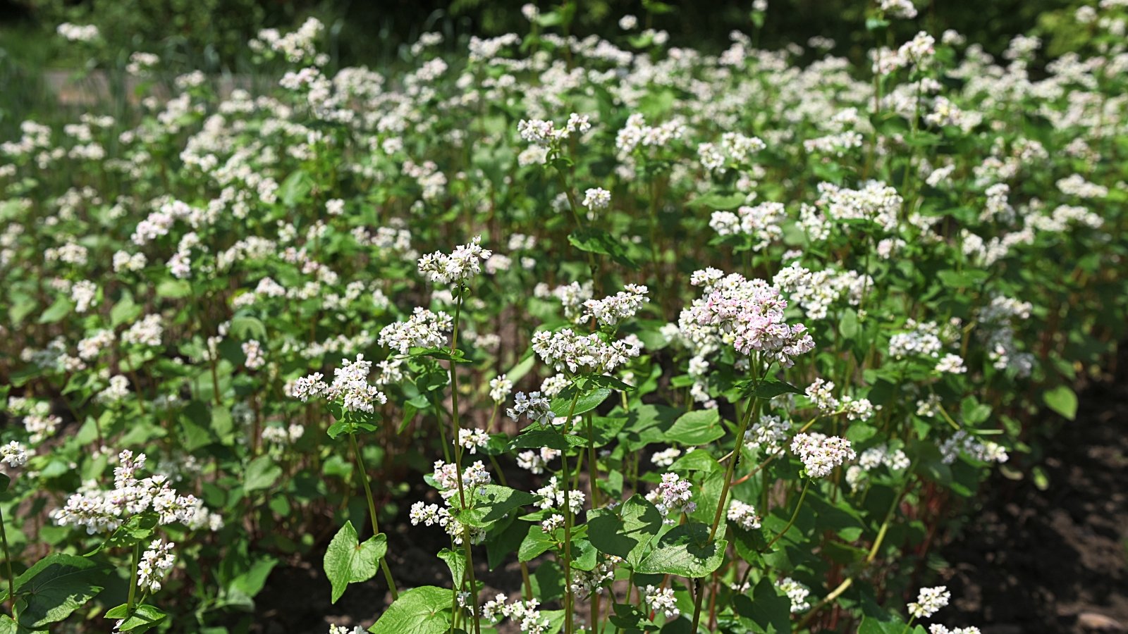 Airy clusters of tiny white flowers sit atop broad green leaves, creating a delicate, feathery appearance.
